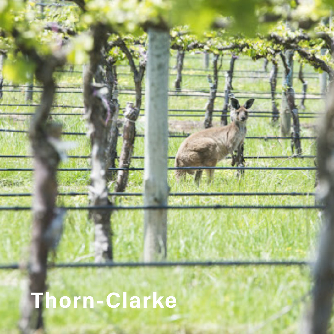 hit-cat-selection-thorn-clarke