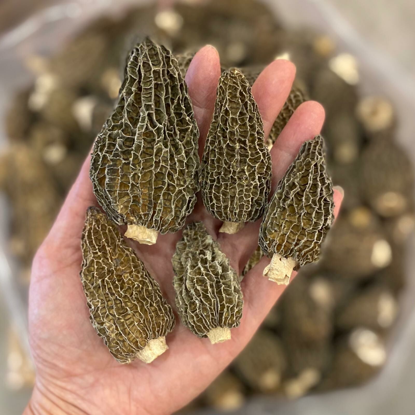 珍寶羊肚菌1 兩（37.5克，約16-22隻）