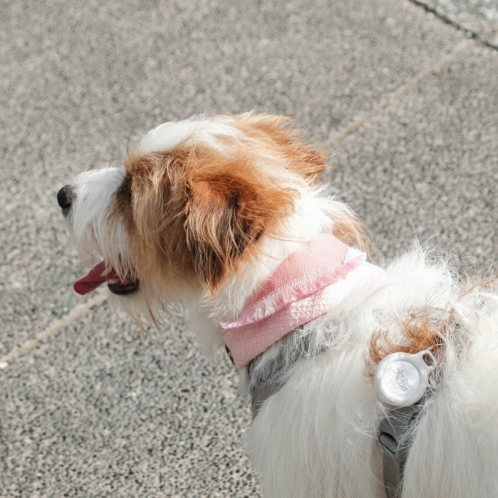 PuriPuri® 寵物領巾 - 春日櫻花