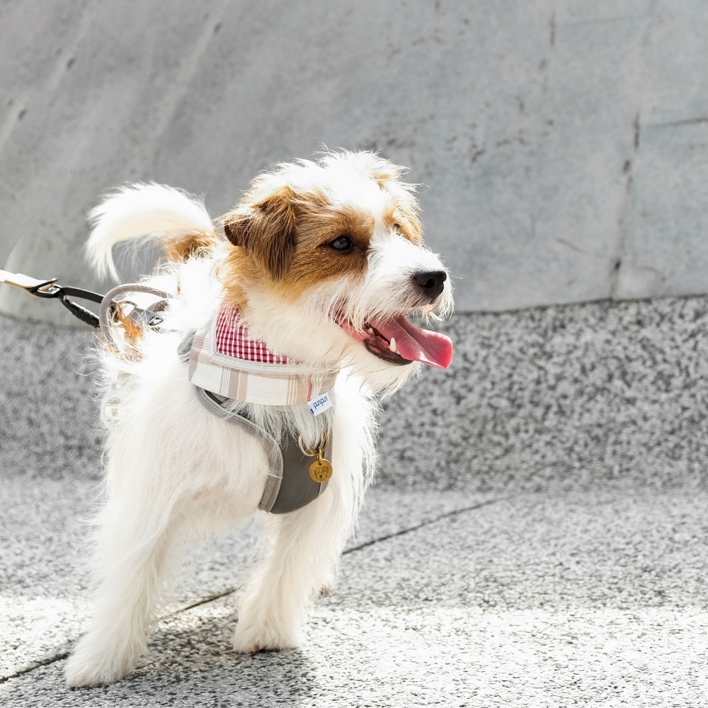 PuriPuri® 寵物領巾 - 活力小紅苺