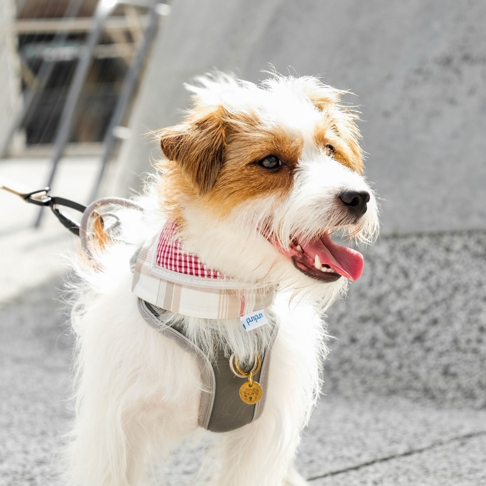 寵物領巾, 狗狗領巾, 狗領巾, 貓領巾, 貓咪領巾