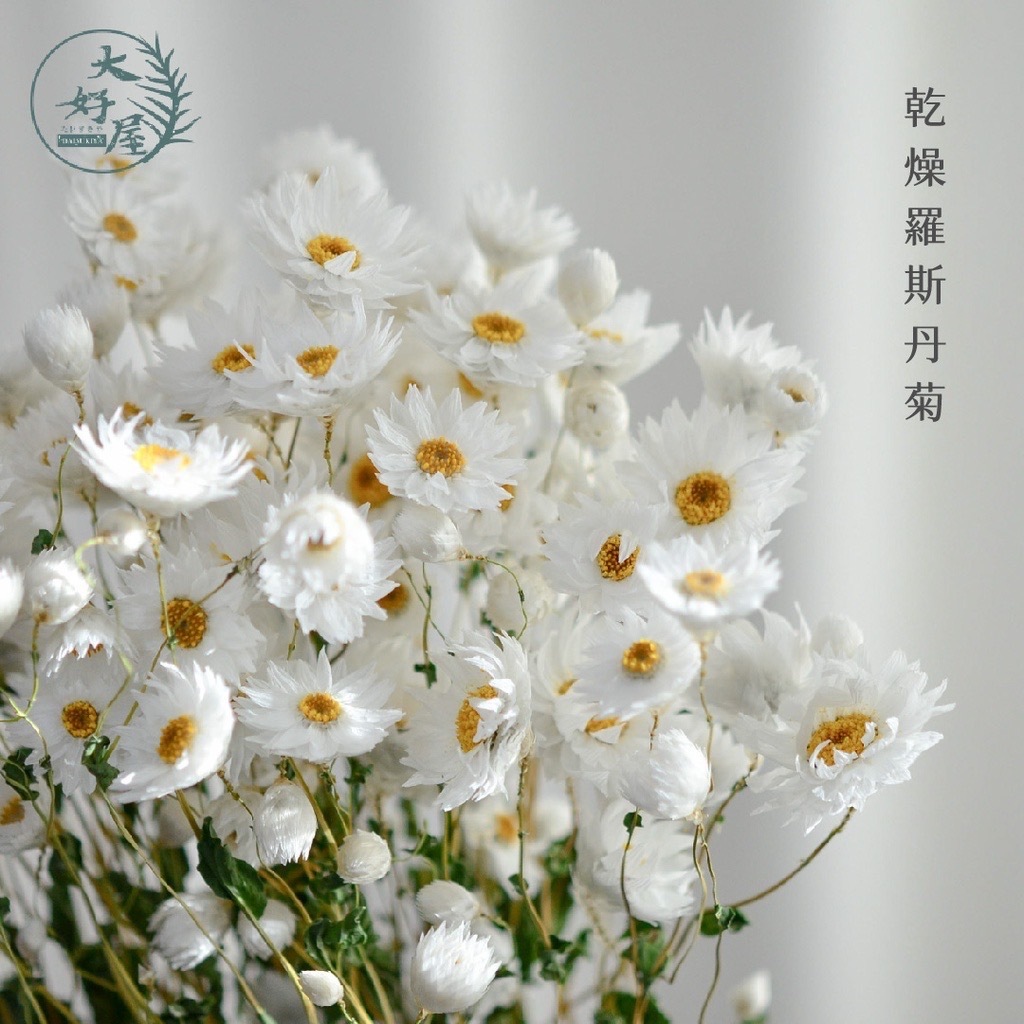 乾燥羅斯丹菊【大束裝】