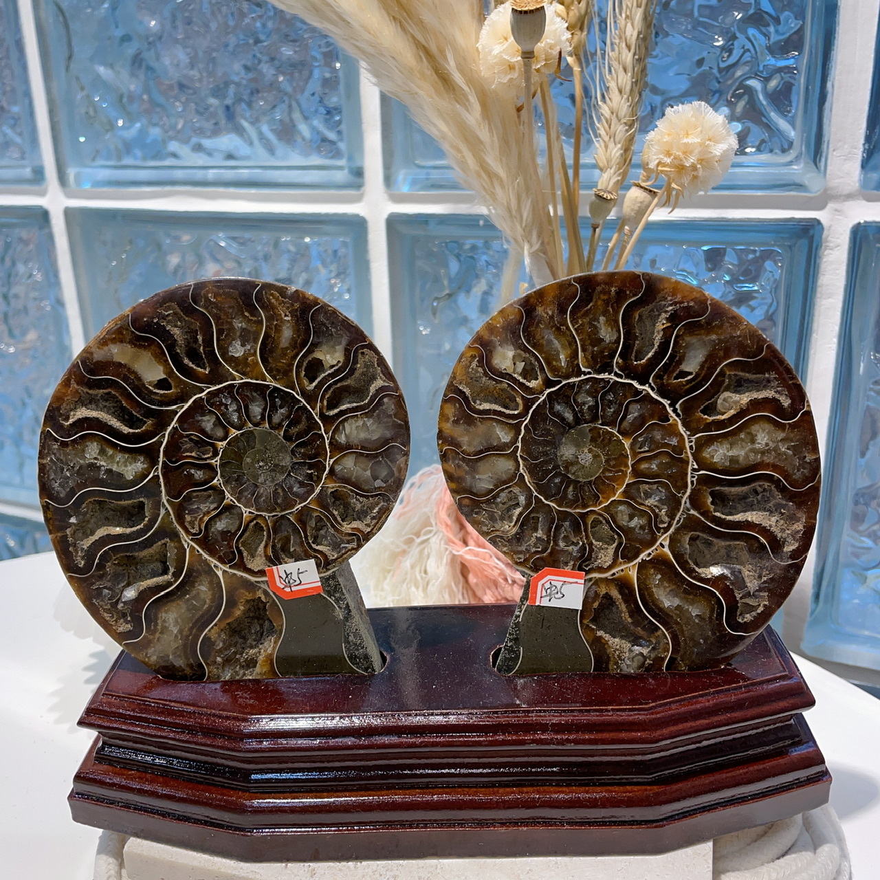 班彩螺片配底座