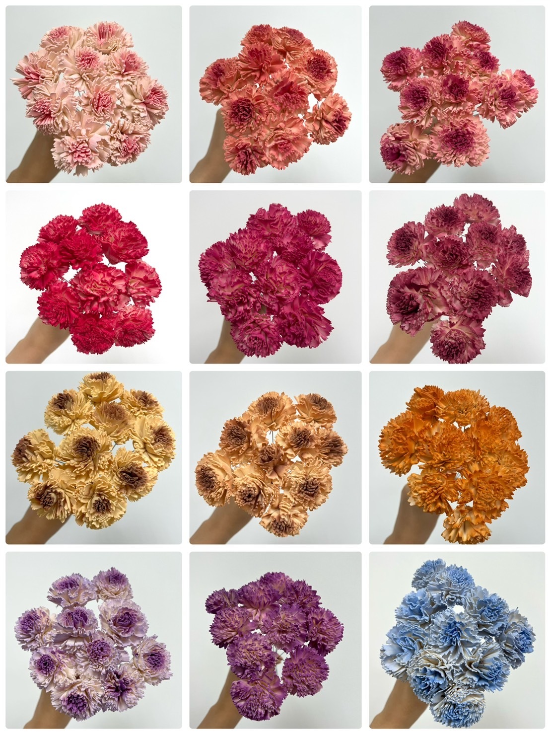 印度索拉花 康乃馨 5CM <十支一把>