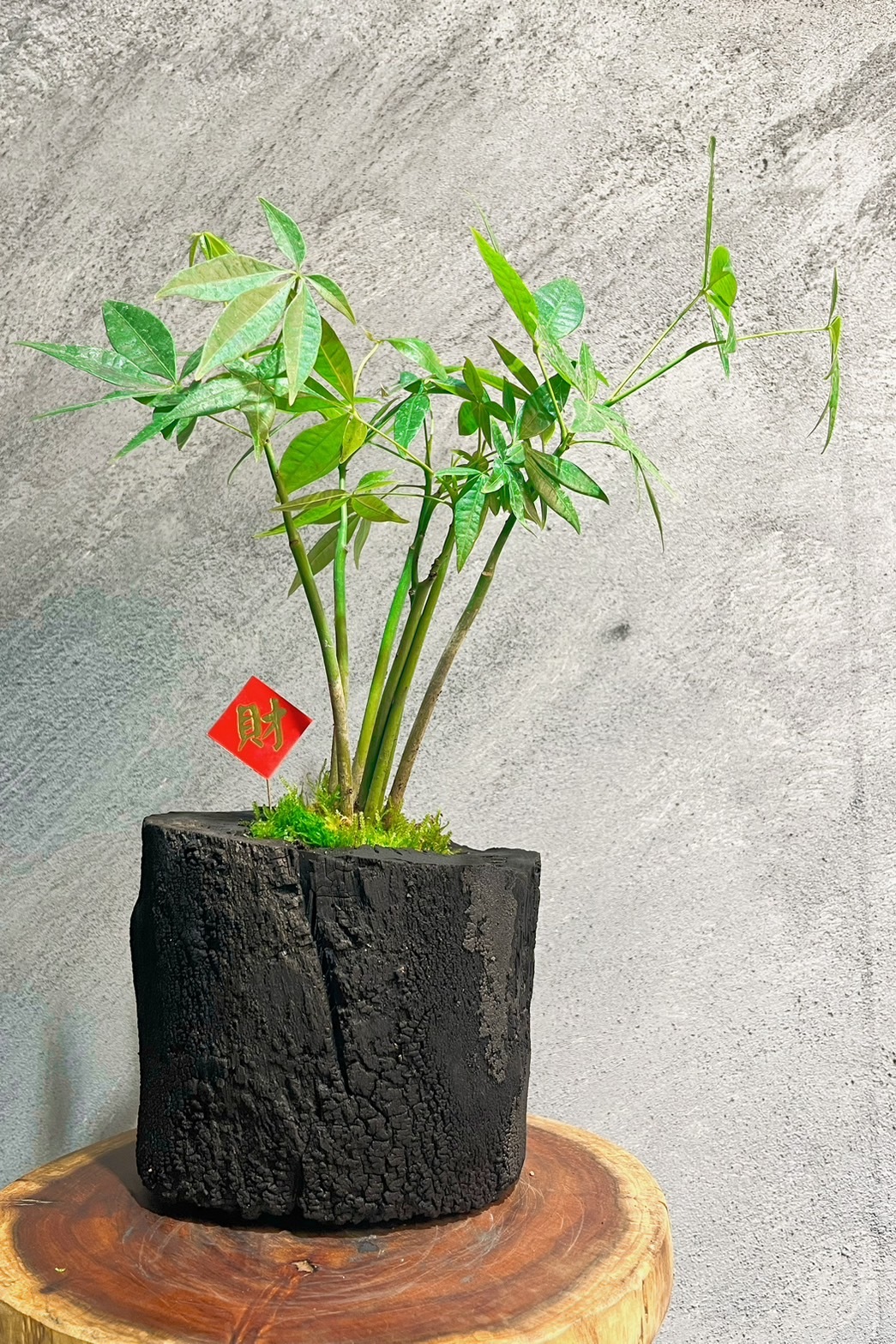 藝術炭盆栽-馬拉巴栗(發財樹)-送迷你木酢寶寶擴香石