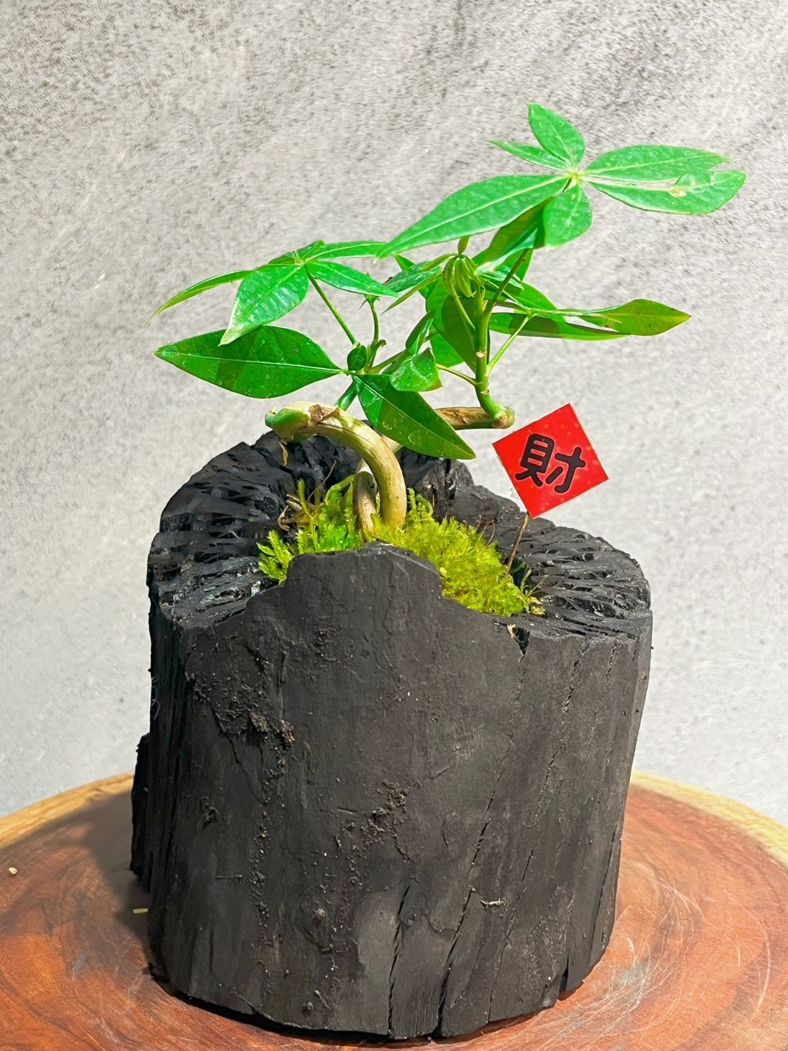 藝術炭盆栽-馬拉巴栗(發財樹)-送迷你木酢寶寶擴香石