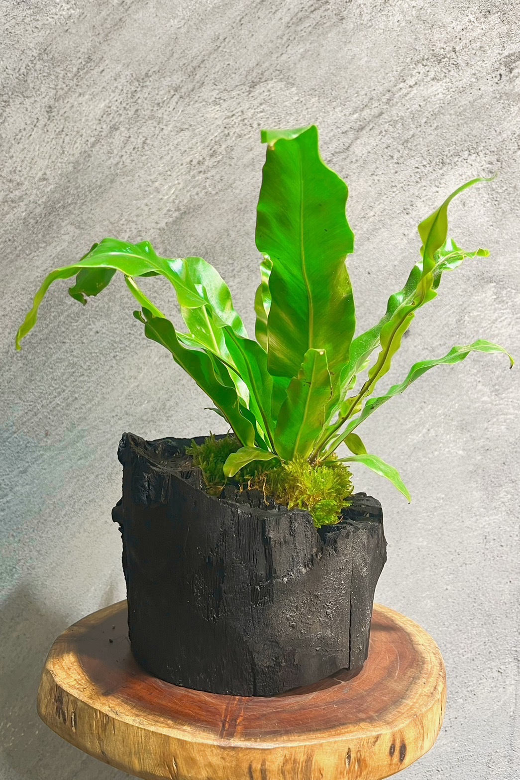 藝術炭盆栽-山蘇-送迷你木酢寶寶擴香石