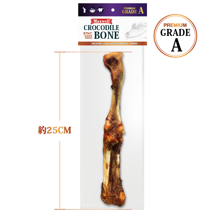 Maxwell Wild-Grade A 純正 鱷魚大腿骨(L) 1支 (MXA-4491)