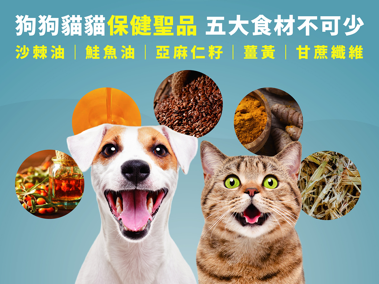 狗狗貓貓保健聖品，五大食材不可少：沙棘果油、鮭魚油、亞麻仁籽、薑黃和甘蔗纖維