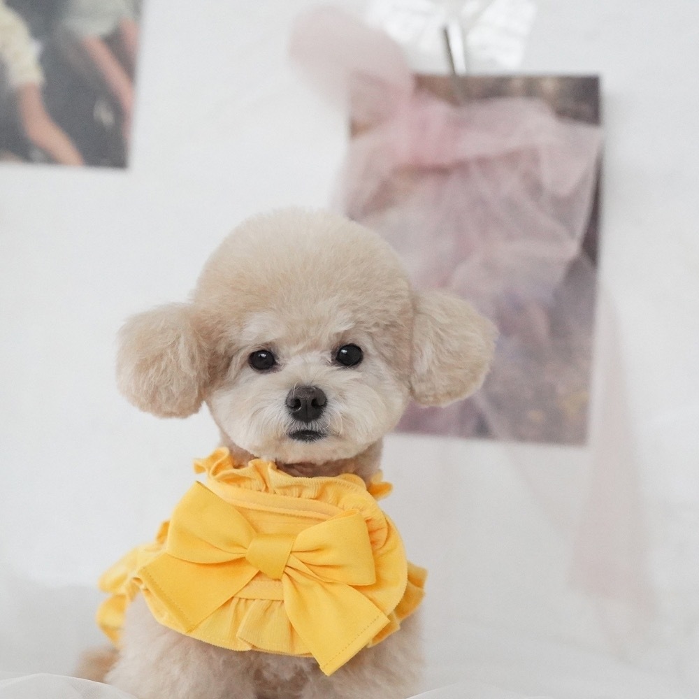 COZY-N 調色盤胸背（陽光）