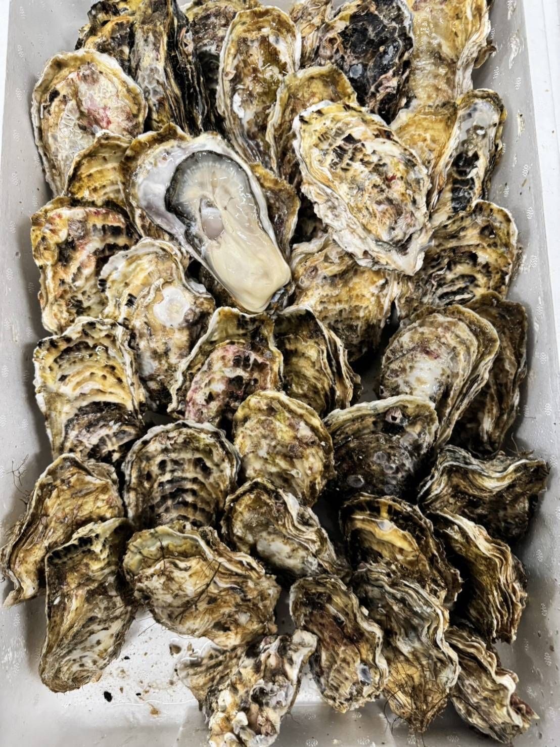 岩手 気仙町 生蠔