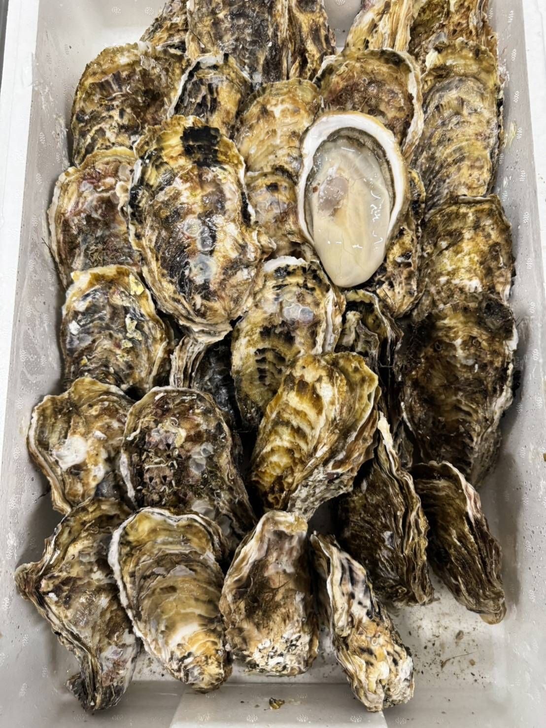 岩手 気仙町 生蠔