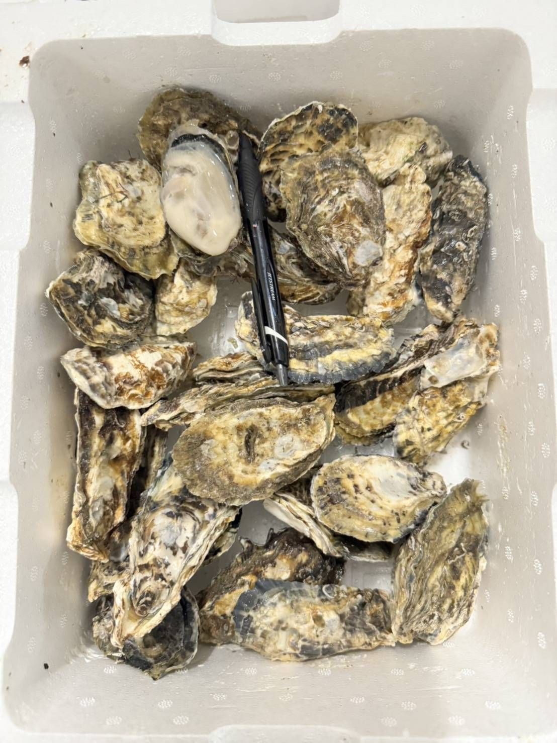 兵庫 赤穂 サムライオイスター 生蠔