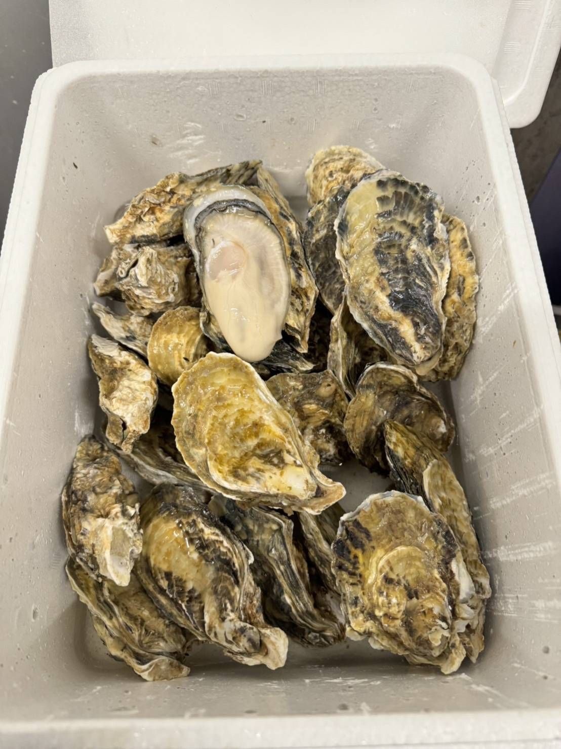 長崎 小長井 生蠔