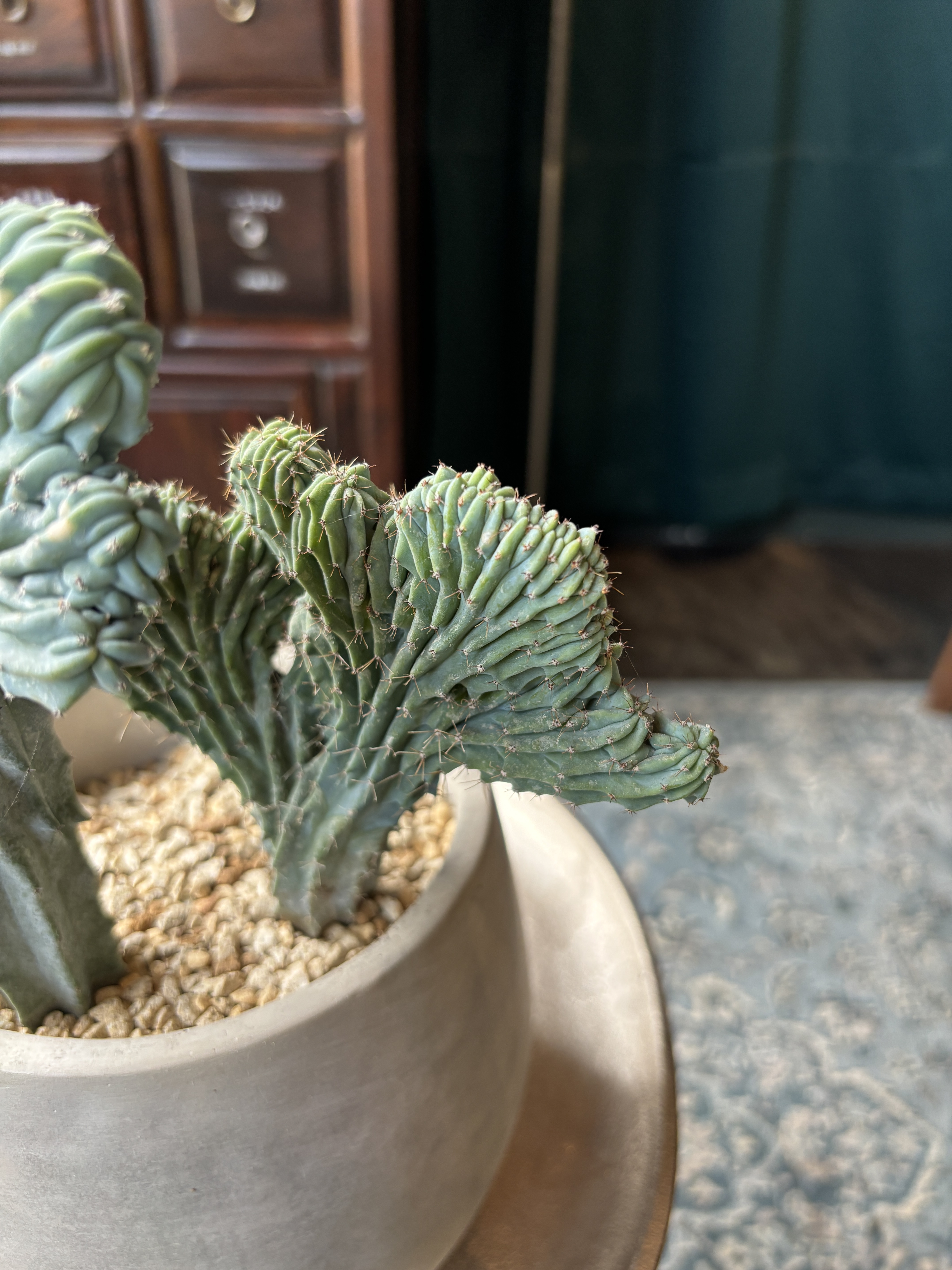 神龍木·綴化 水磨石盆