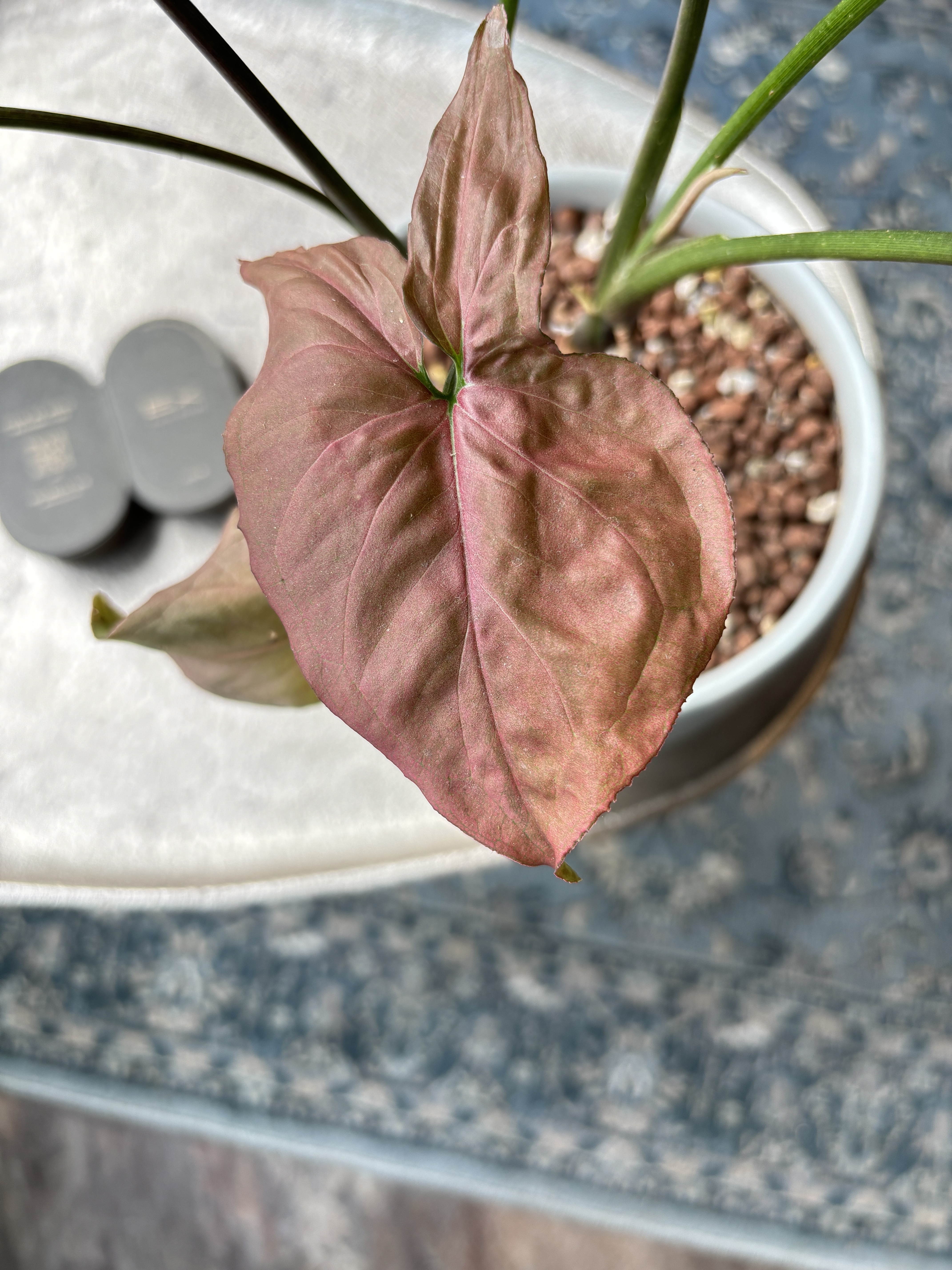 粉紅佳人合果芋 淺色瓷盆