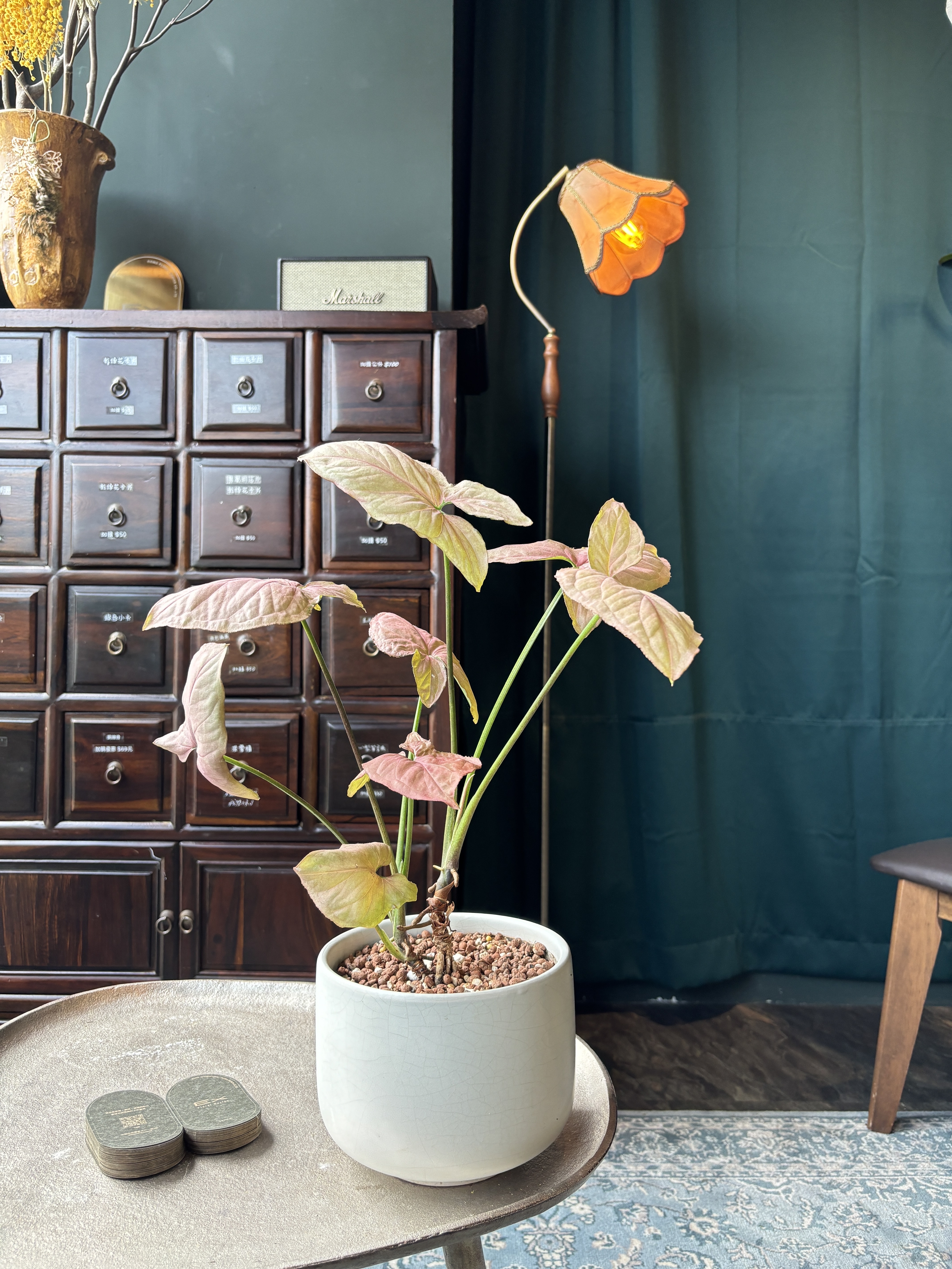 粉紅佳人合果芋 淺色瓷盆