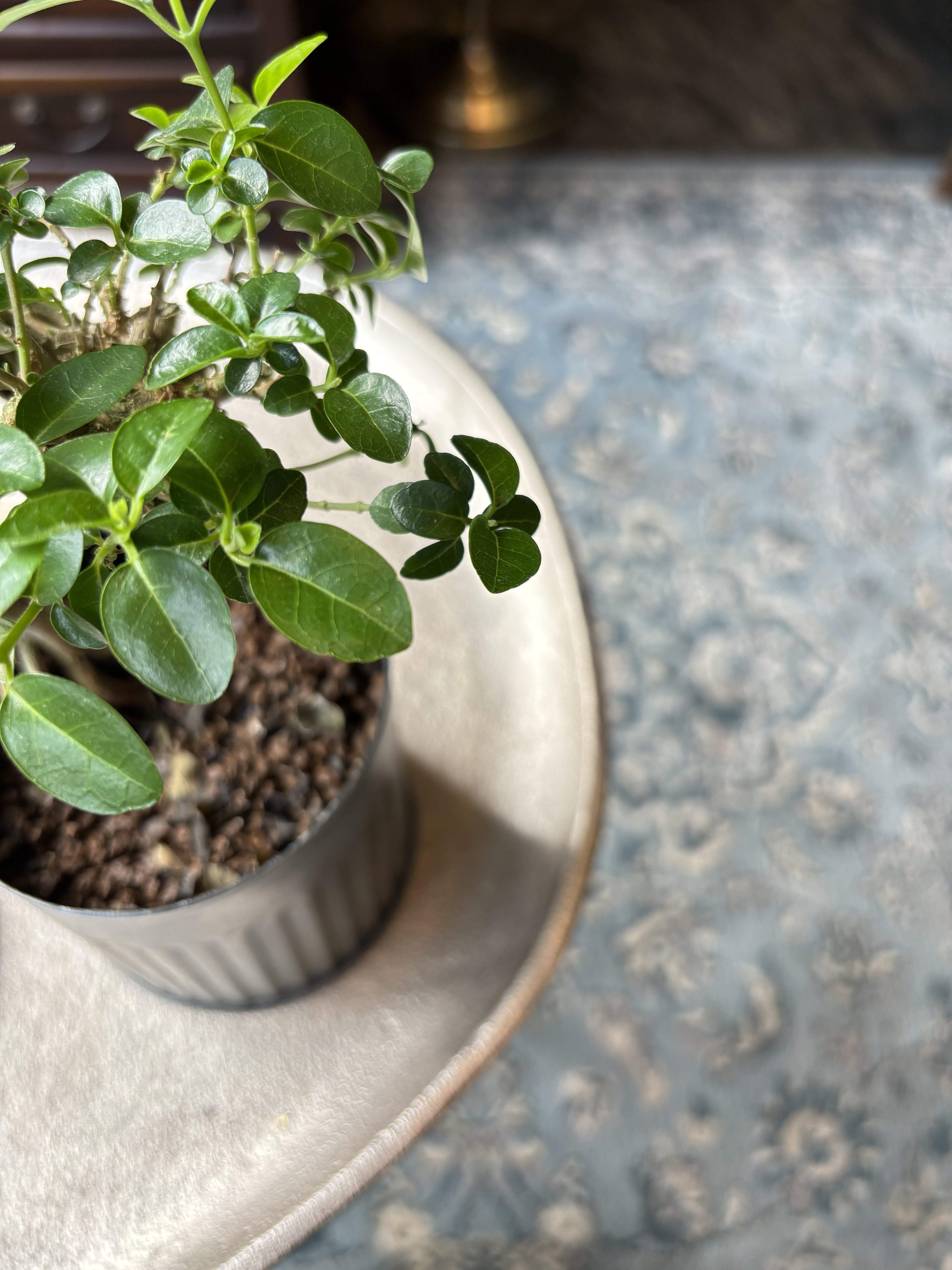 壽娘子 bonsai art