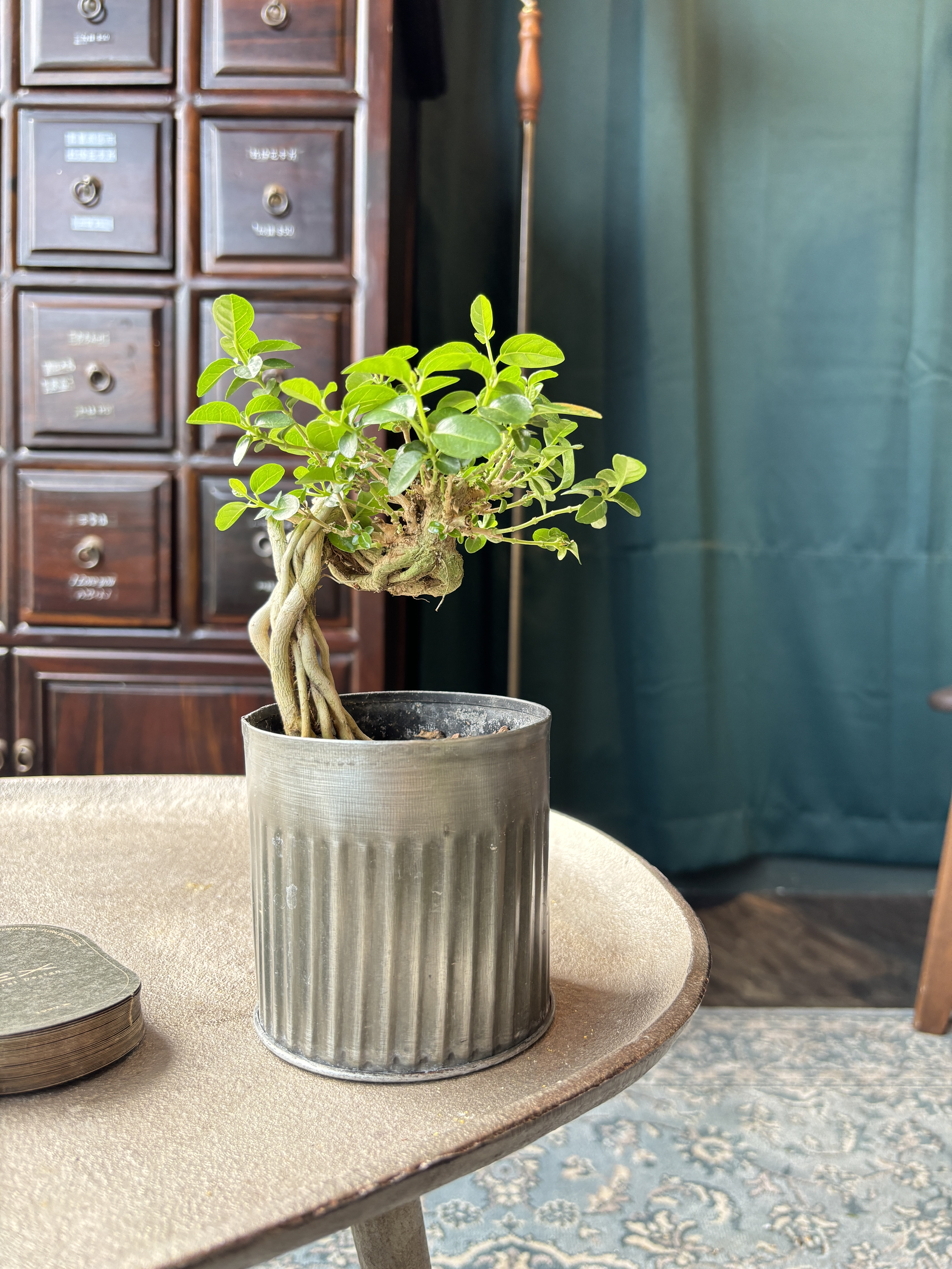 壽娘子 bonsai art