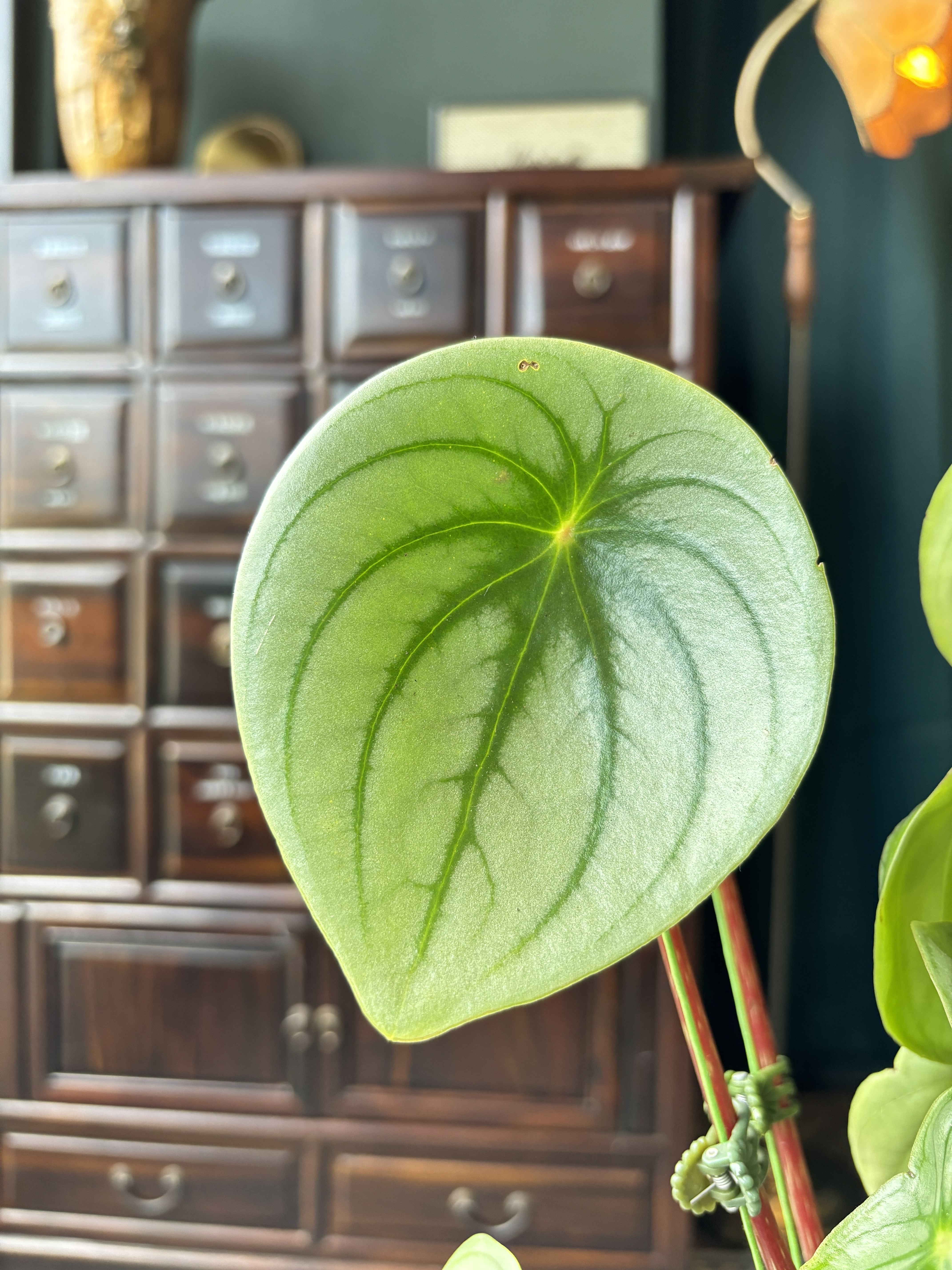 西瓜皮椒草Peperomia sandersii