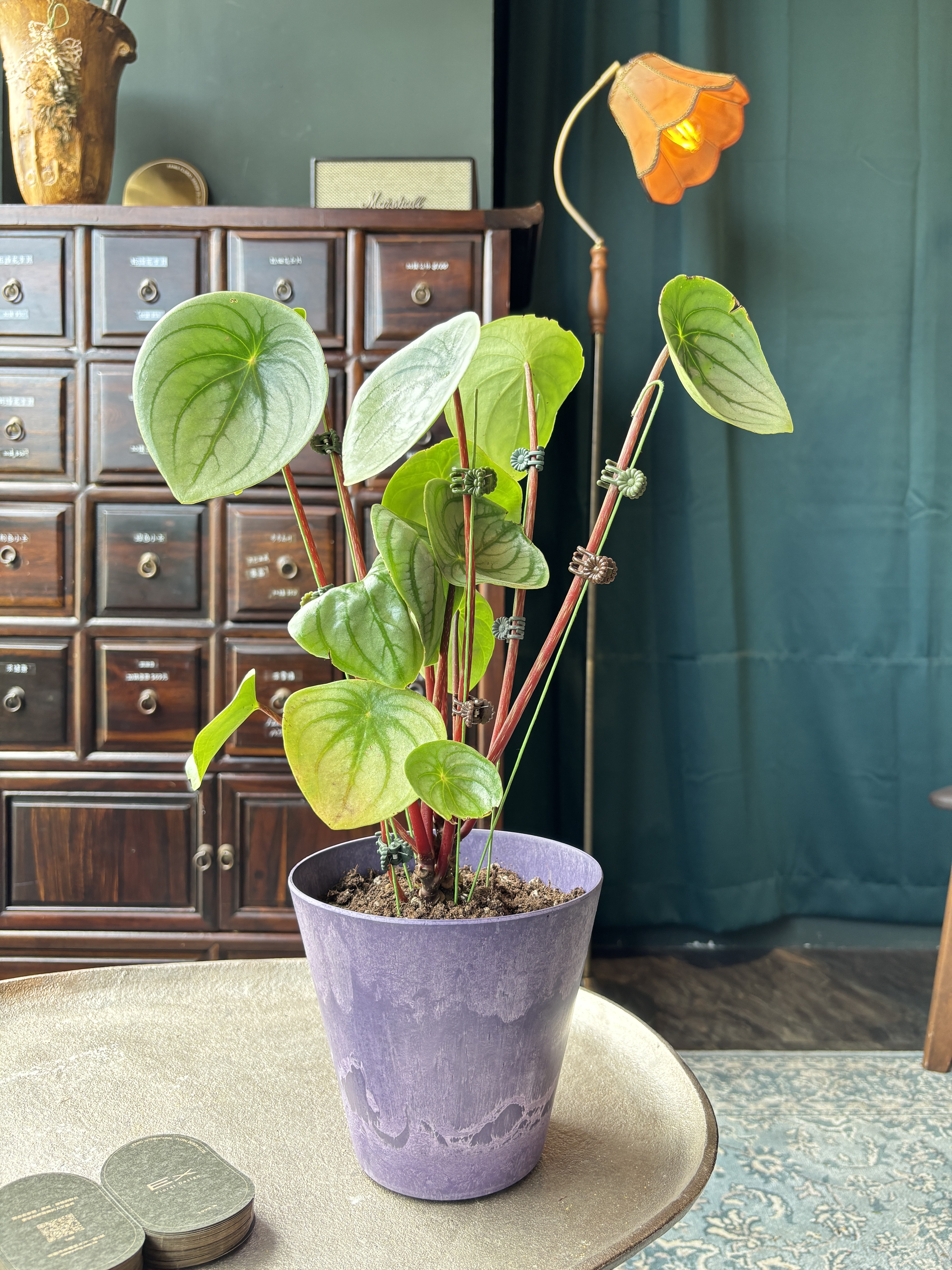 西瓜皮椒草Peperomia sandersii