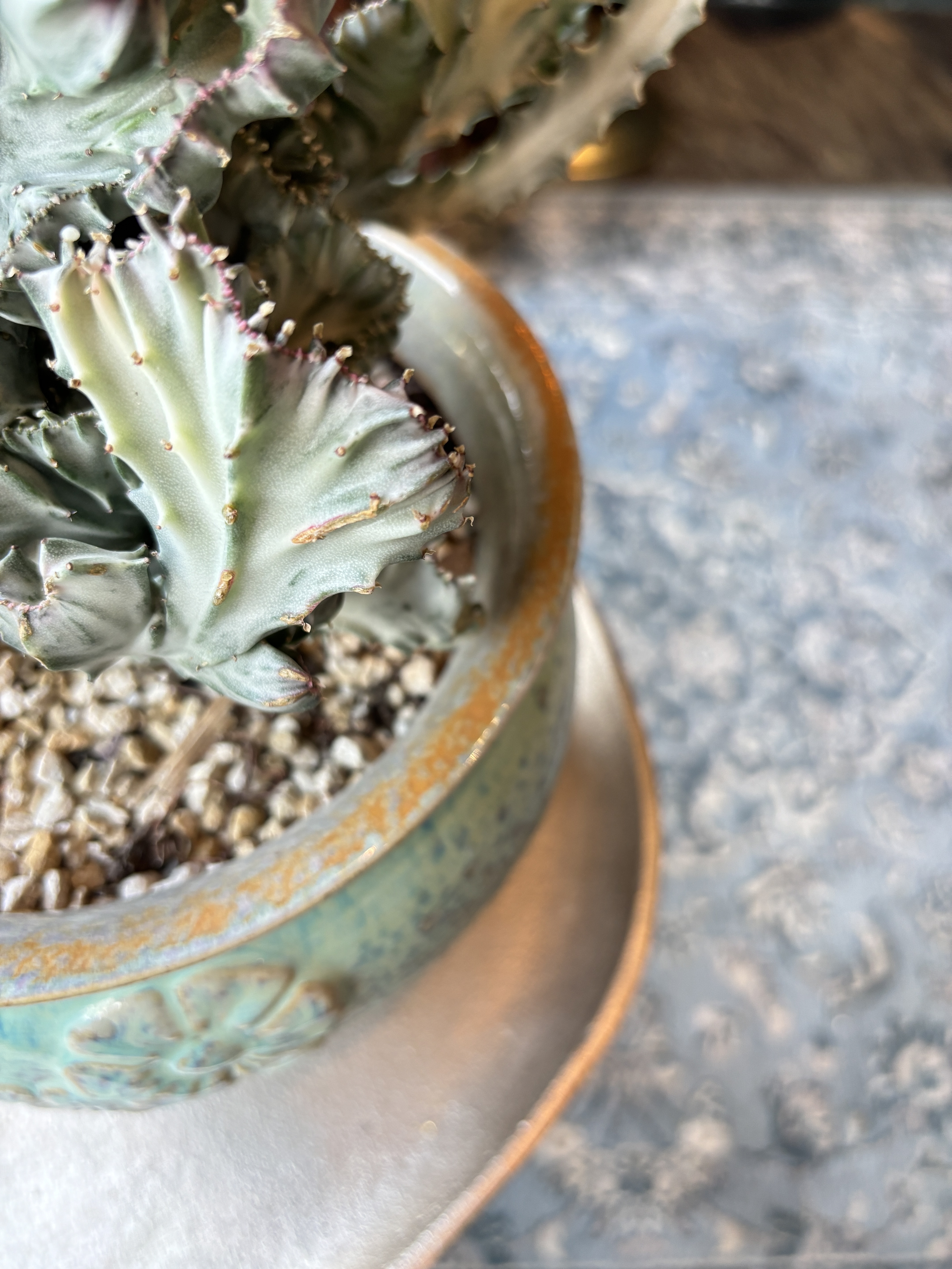 春峰錦Euphorbia lactea f. cristata