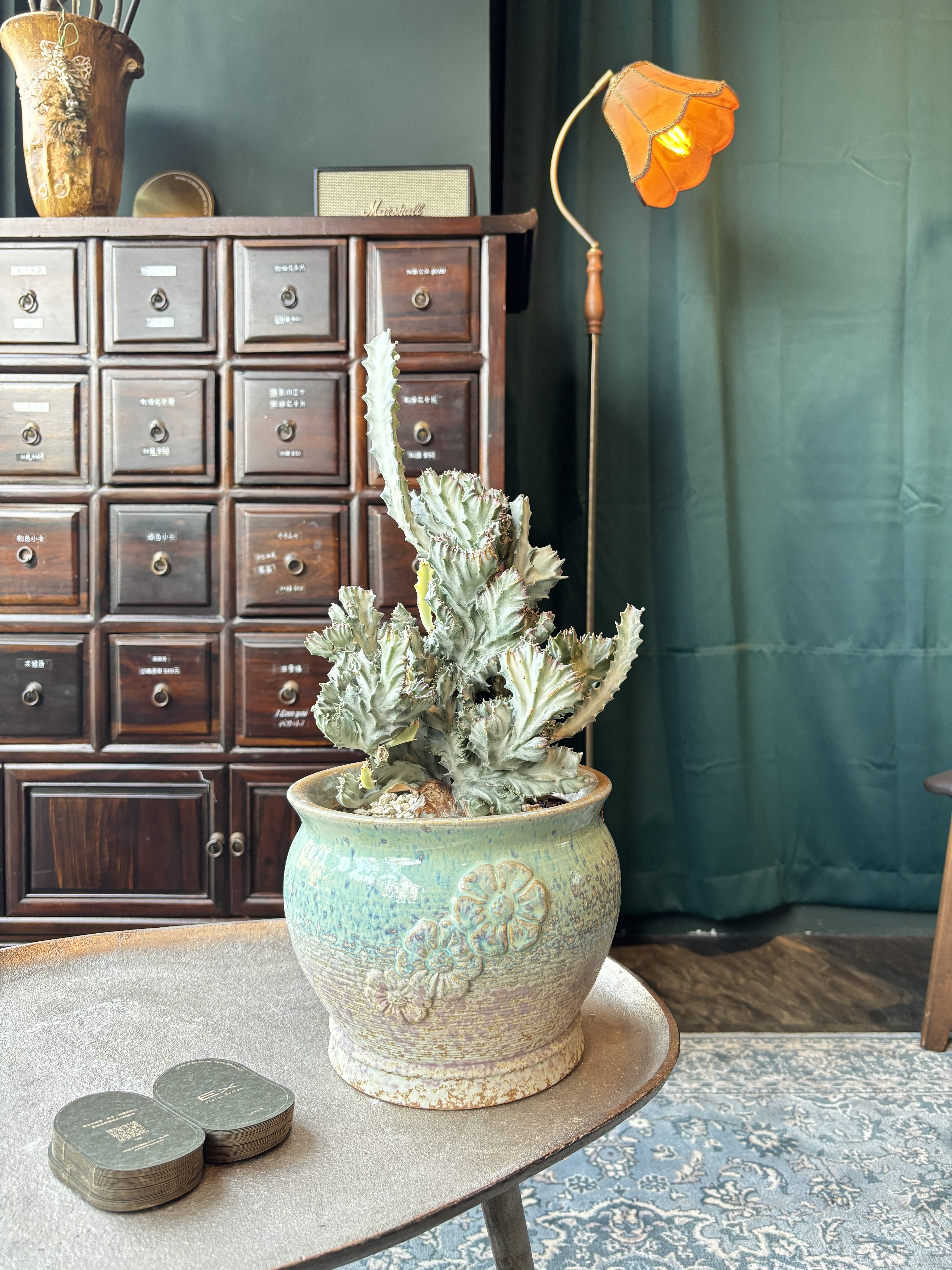 春峰錦Euphorbia lactea f. cristata