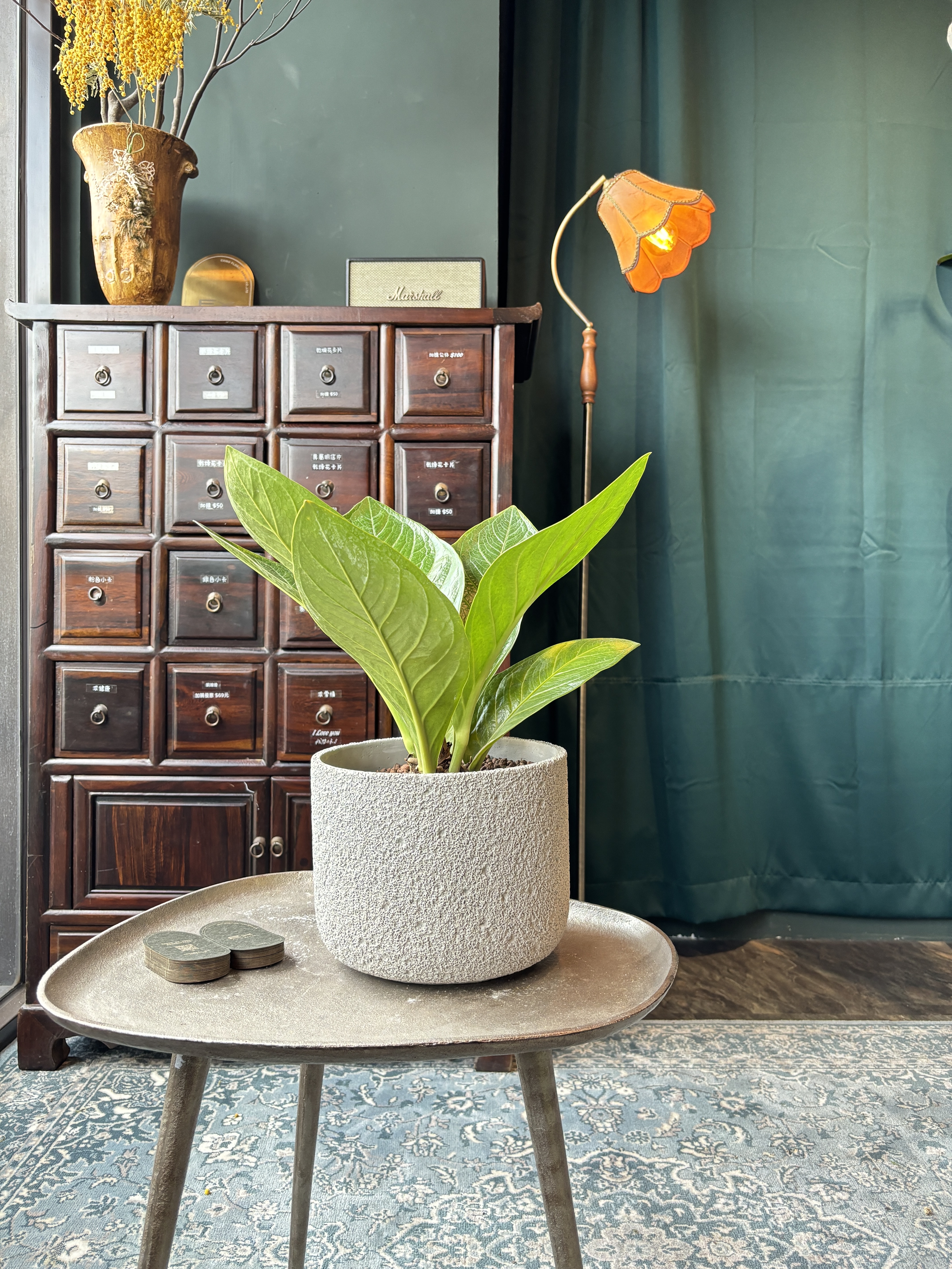 富貴花燭Anthurium hookeri