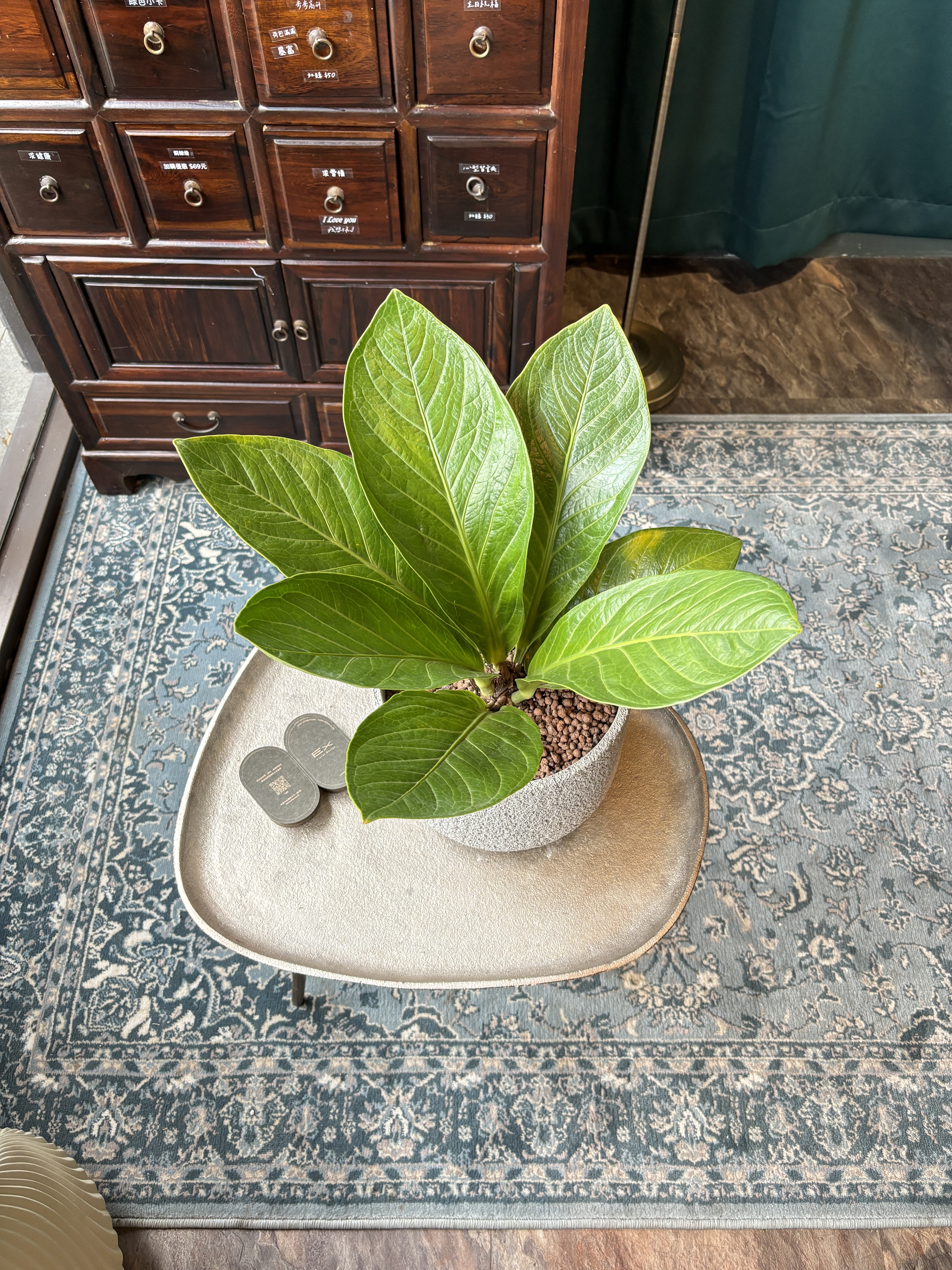 富貴花燭Anthurium hookeri