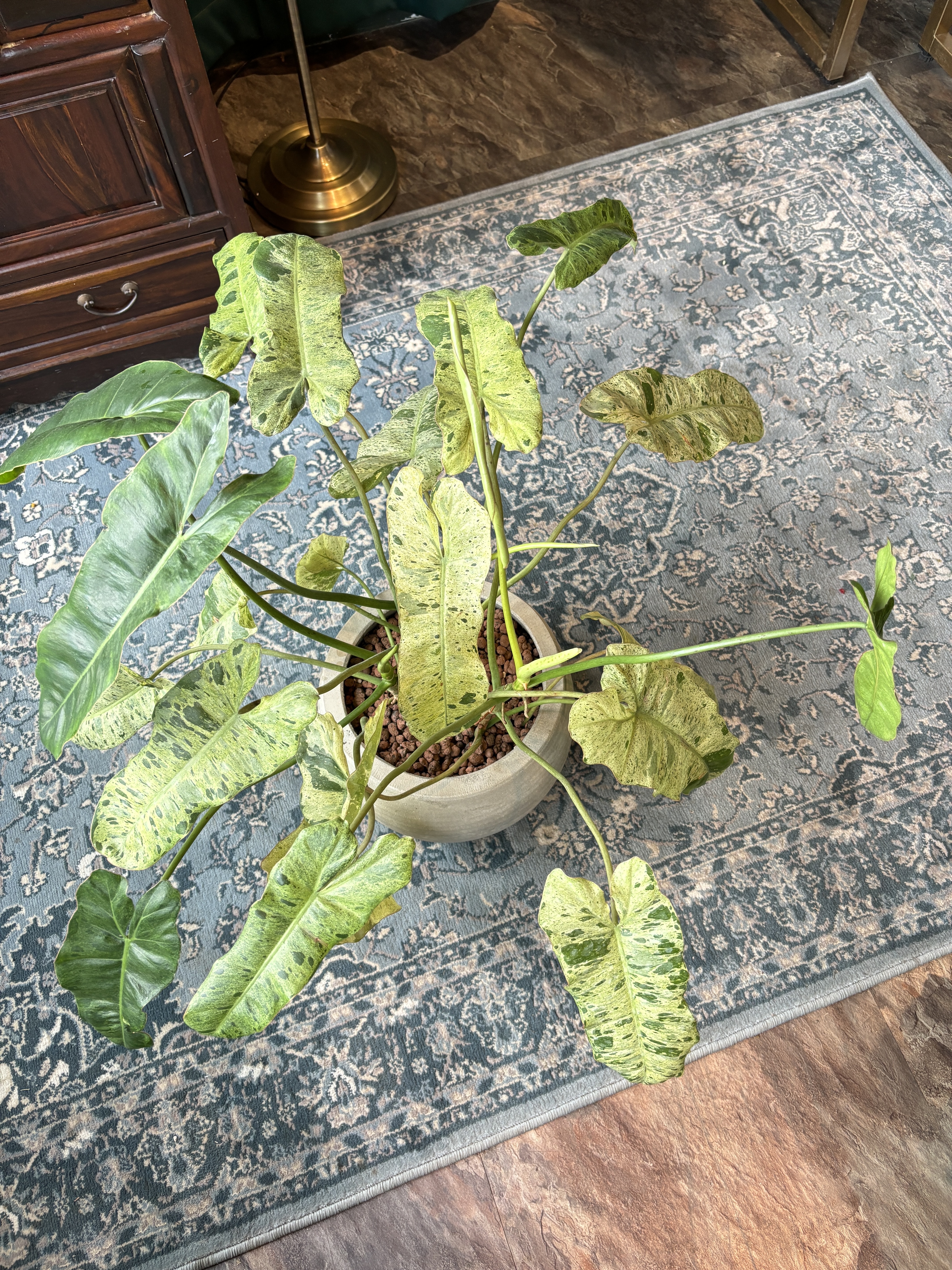 綠色天堂蔓綠絨