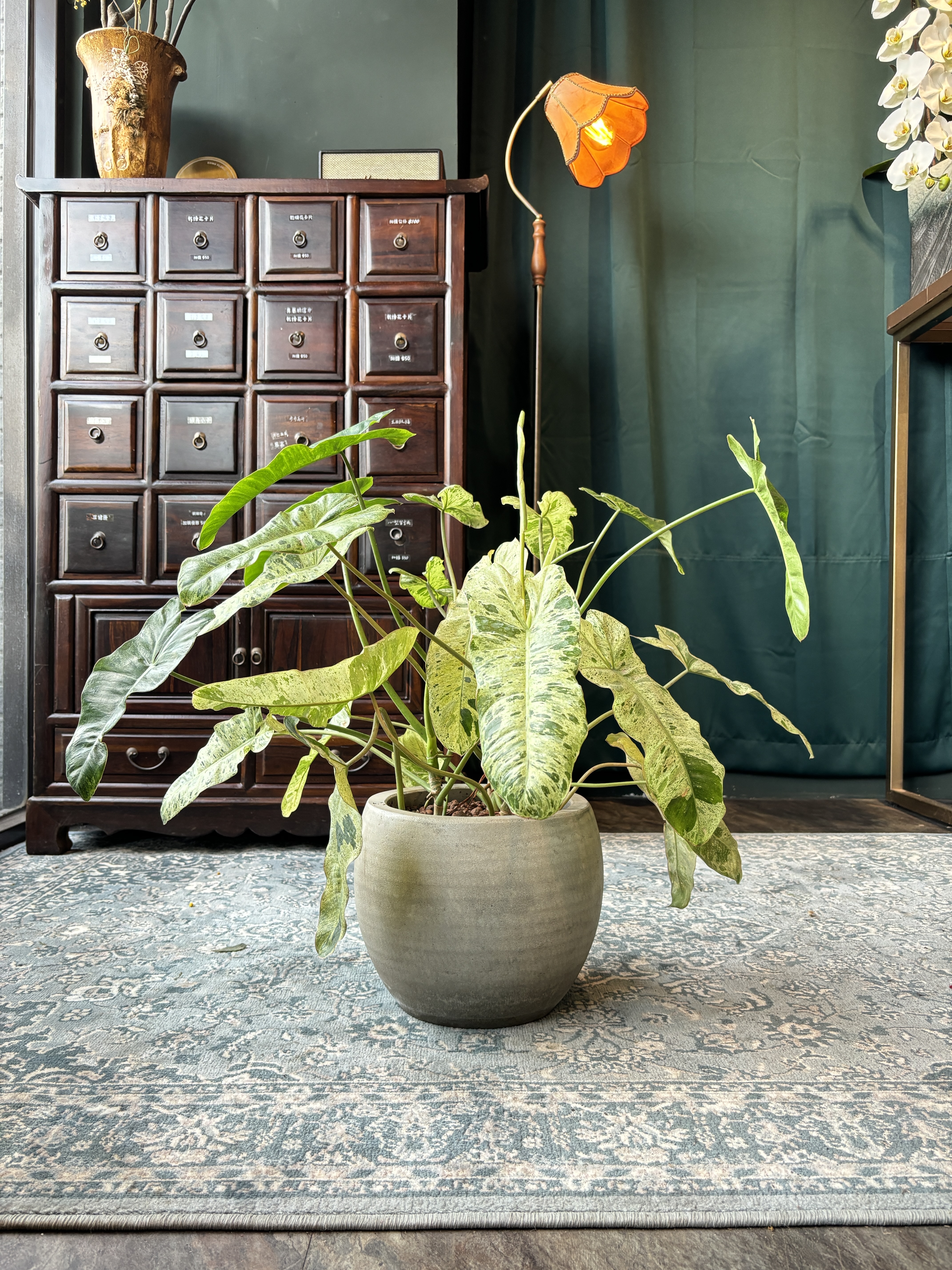 綠色天堂蔓綠絨