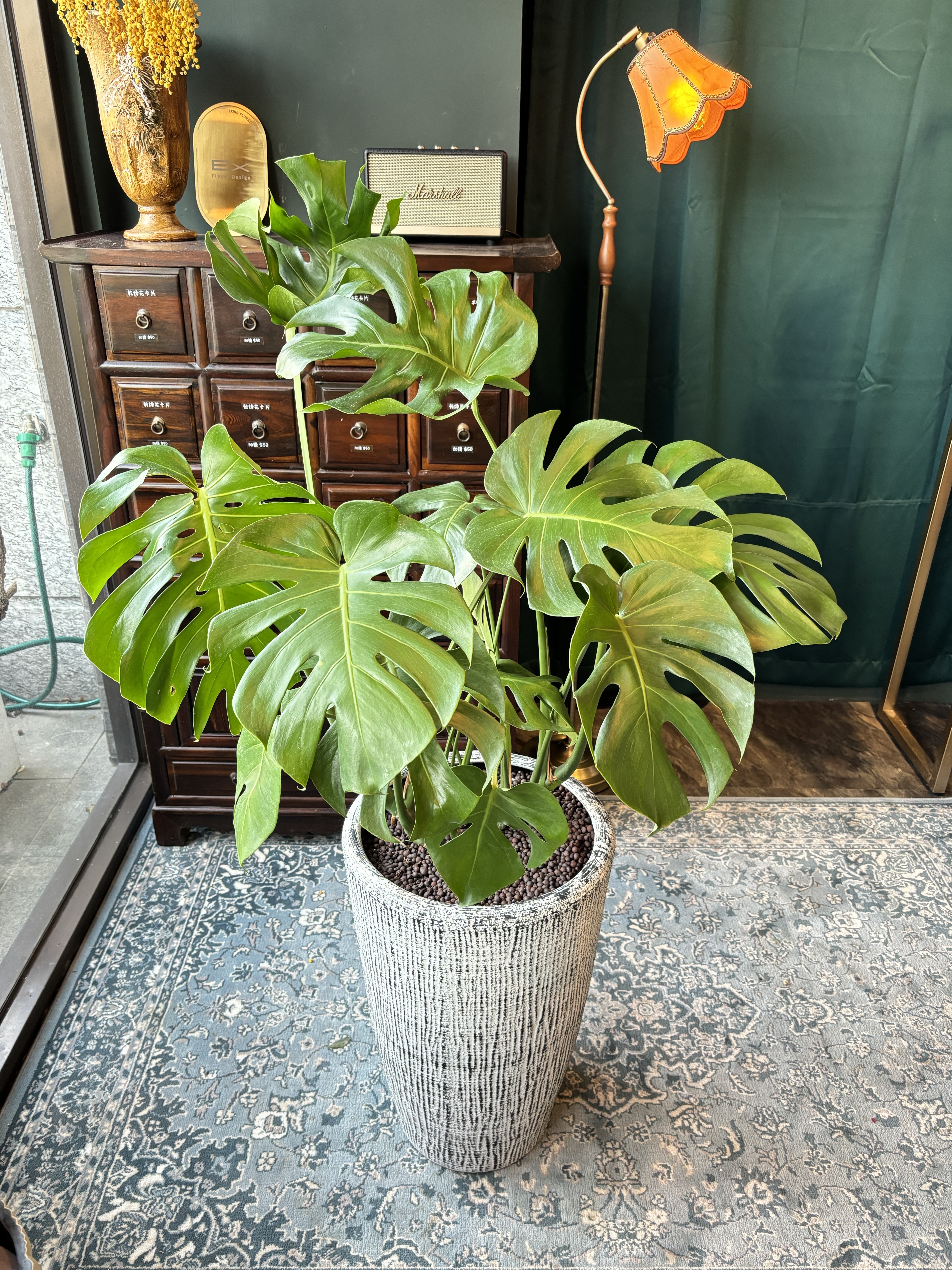 龜背芋 淺色瓷盆