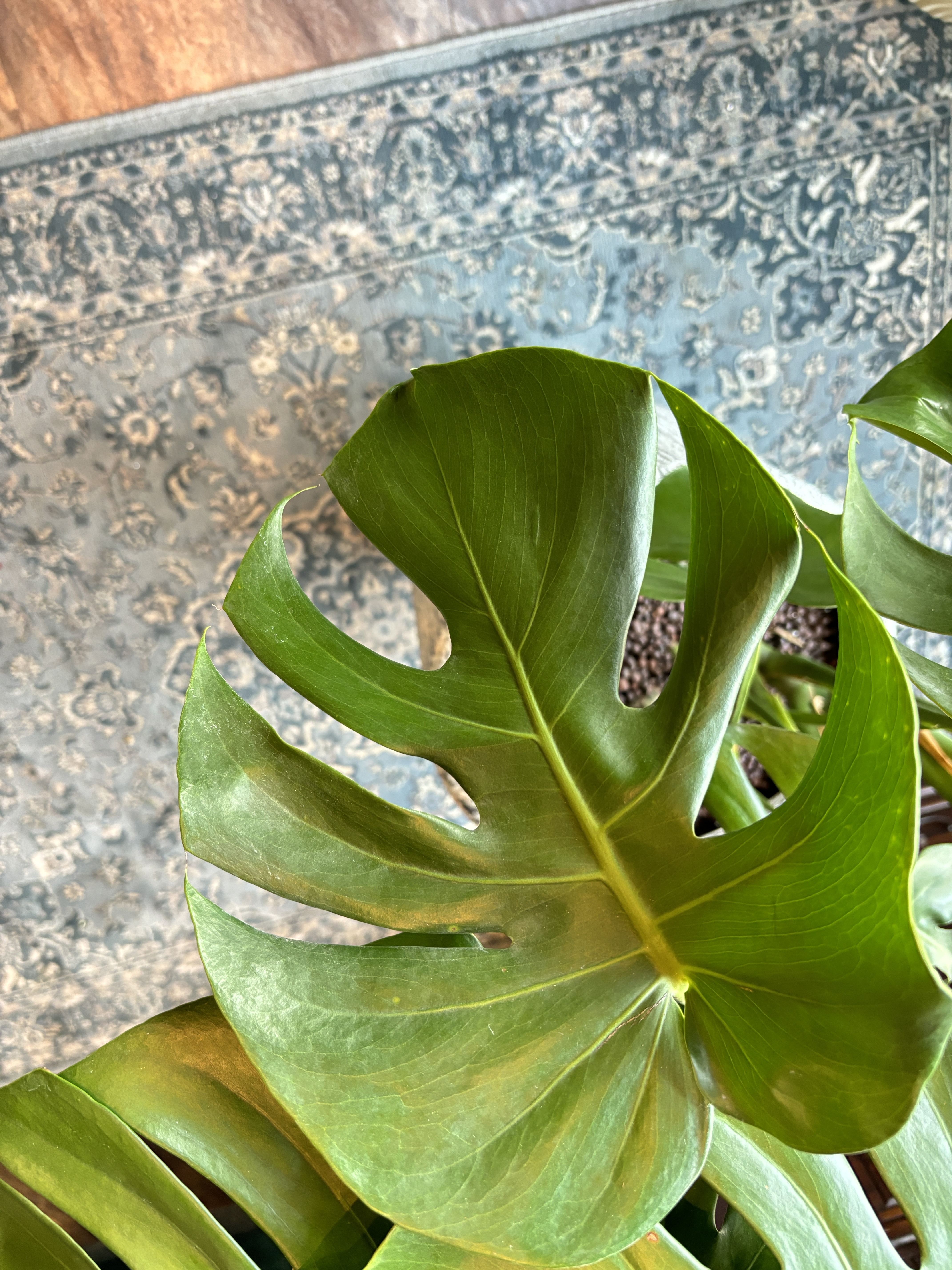 龜背芋 淺色瓷盆