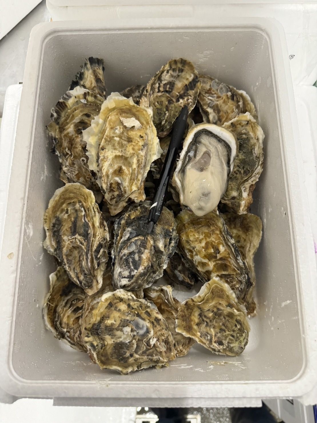 三重 桃こまち 生蠔