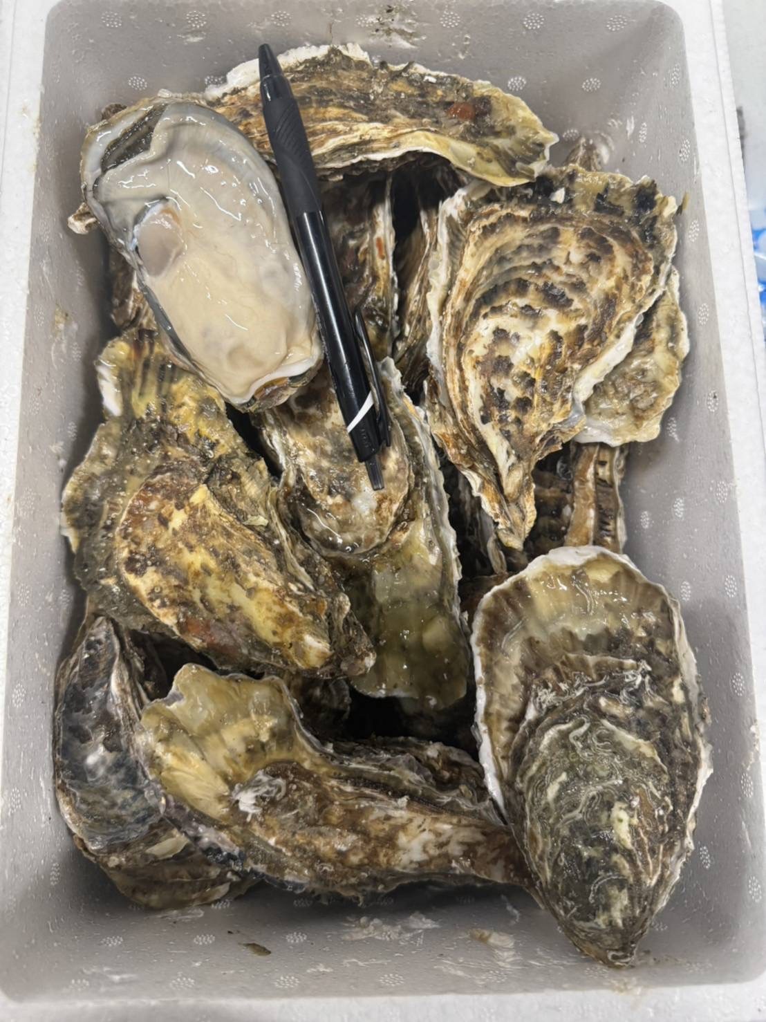 北海道 厚岸 生蠔