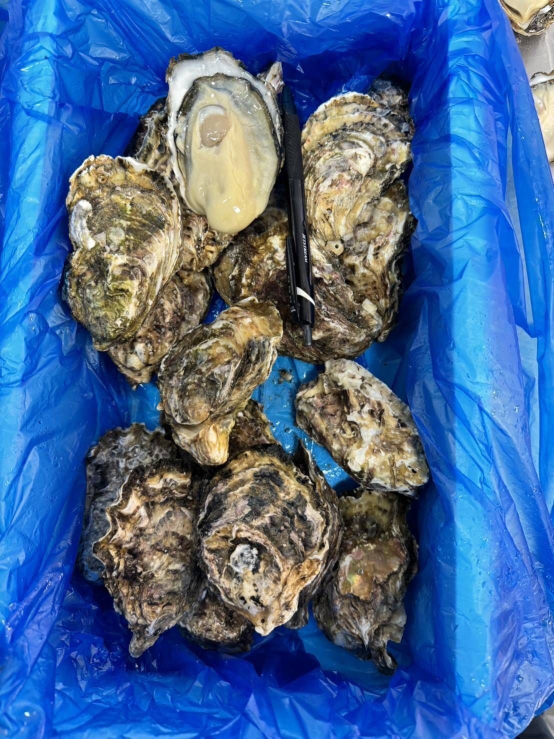 岩手 大船渡 つばき姫SP 生蠔