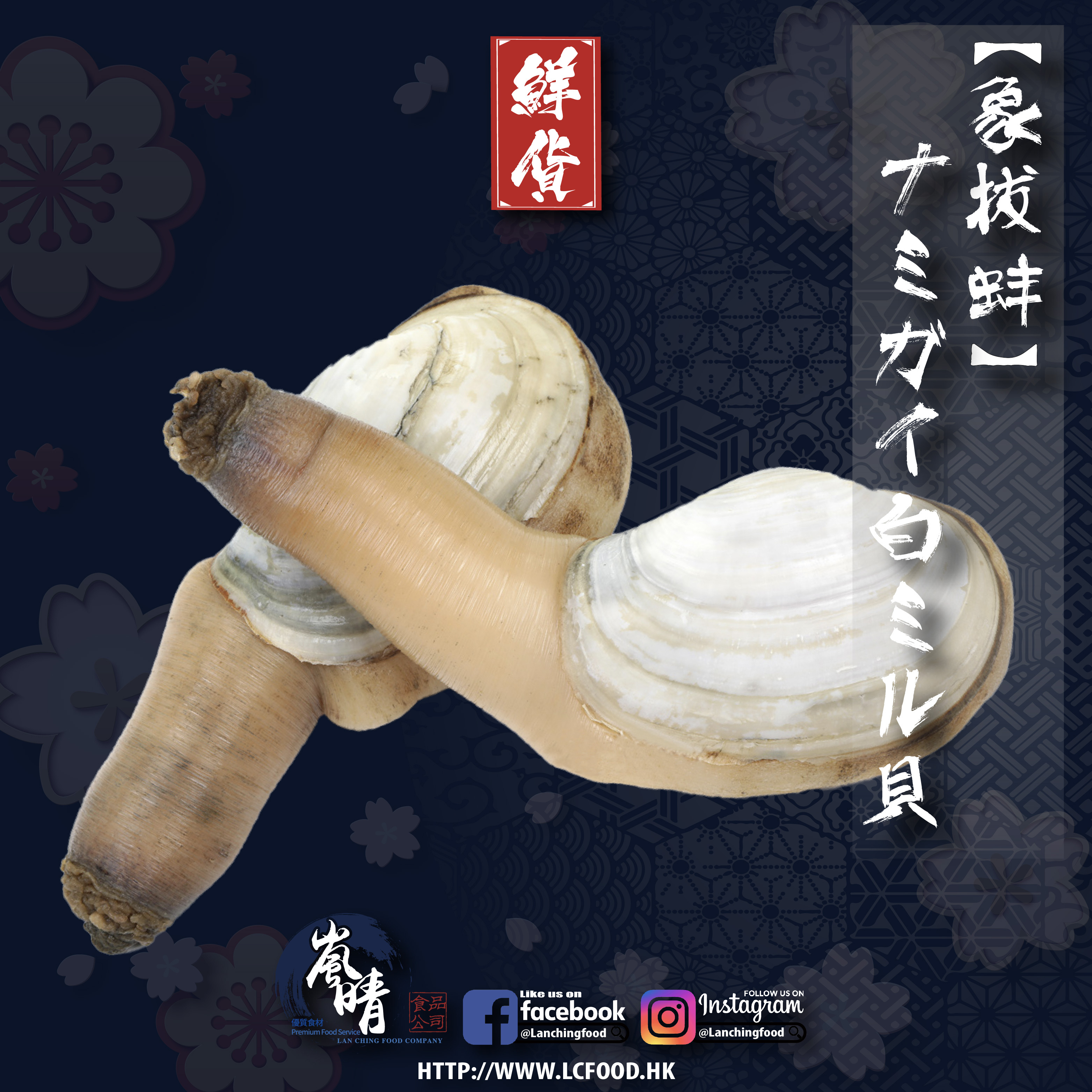 日本象拔蚌(白ミル貝) 約400-500g