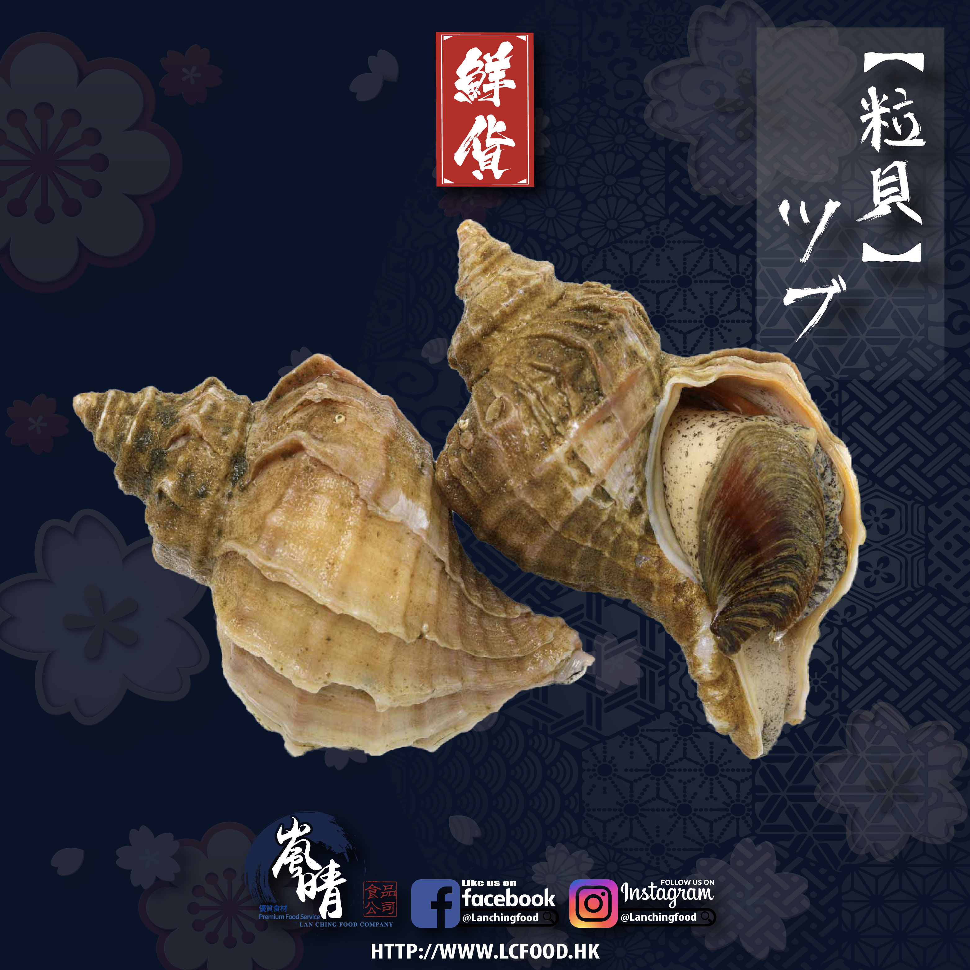 日本真粒貝(ツブ)約300g/隻