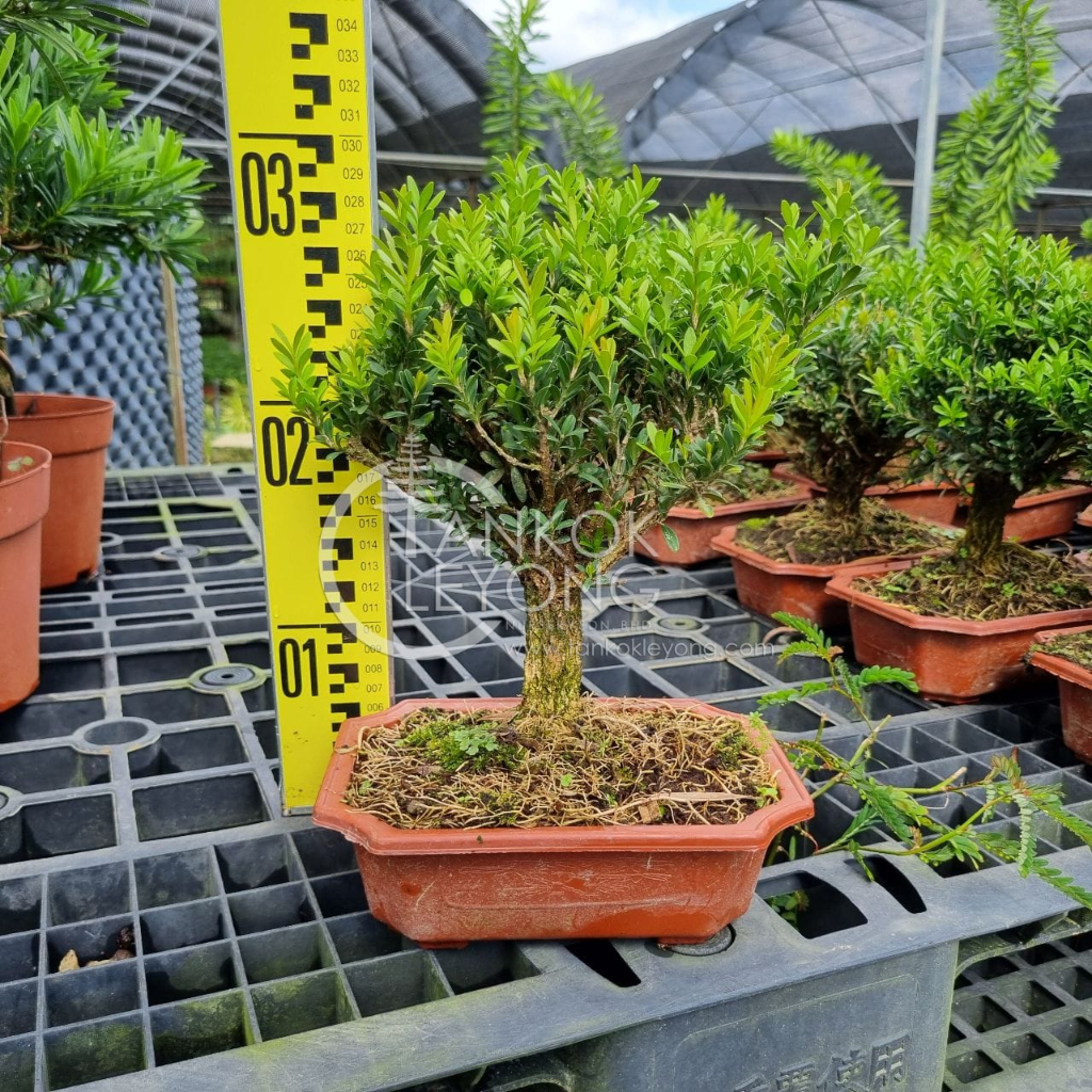 TKL - Outdoor Plant Bonsai Buxus Sempervirens Cliff Shaped 室外 