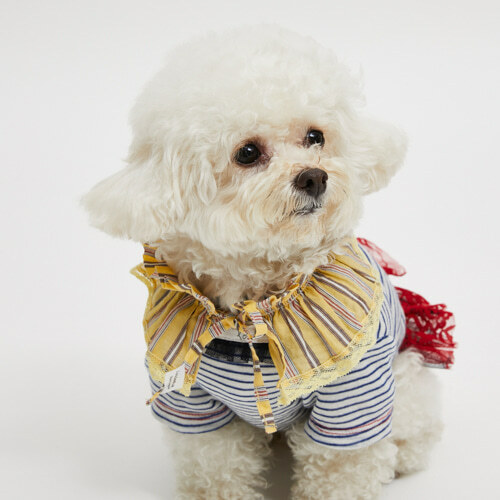 Louisdog 太陽條紋領圍