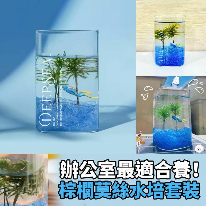 棕櫚莫絲水培套裝