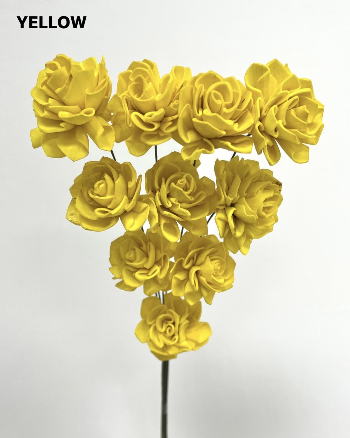 印度索拉大理花(3公分)-YELLOW