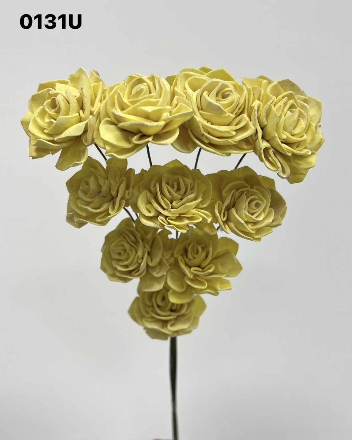 印度索拉大理花(3公分)-0131U