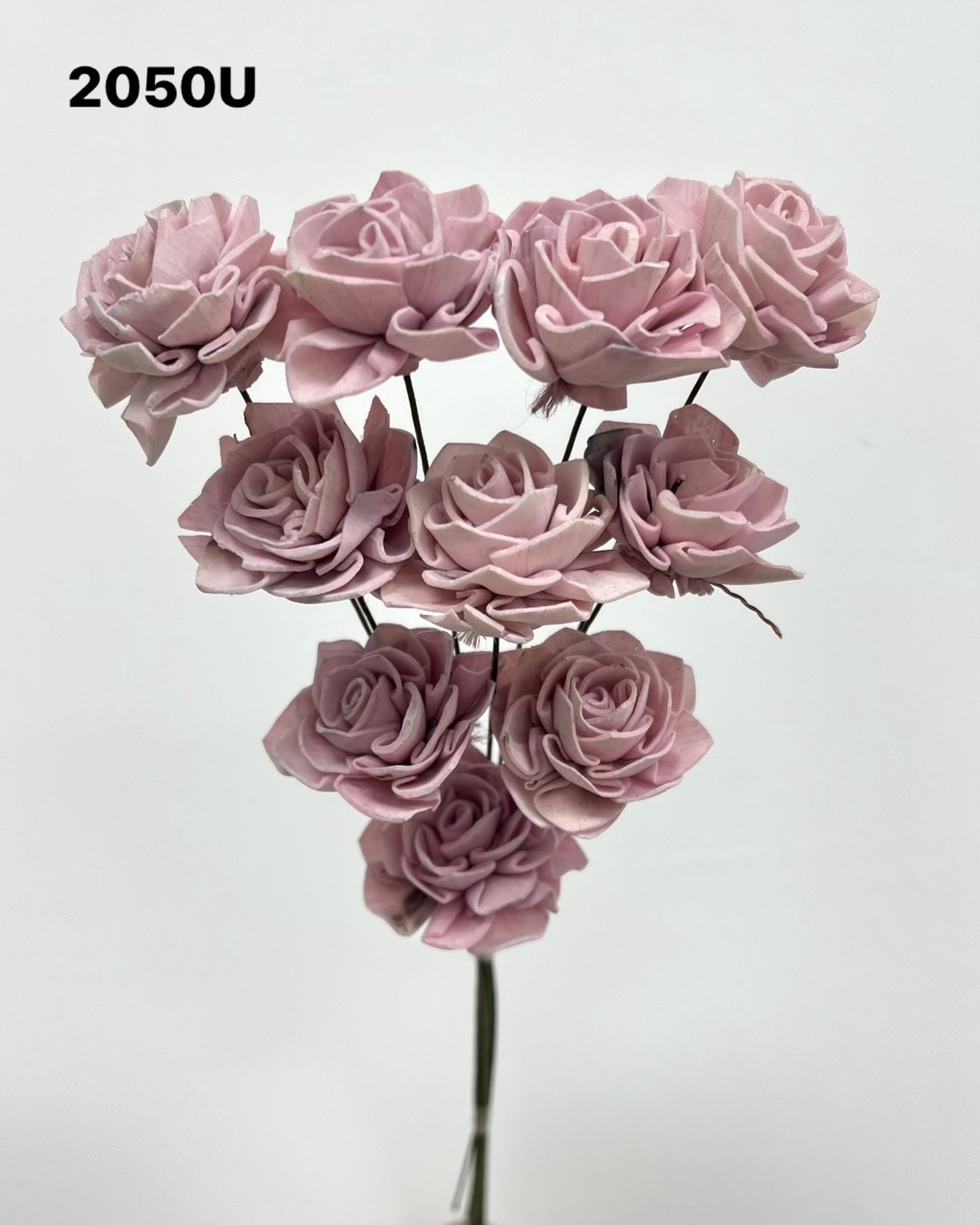 印度索拉大理花(3公分)-2050U