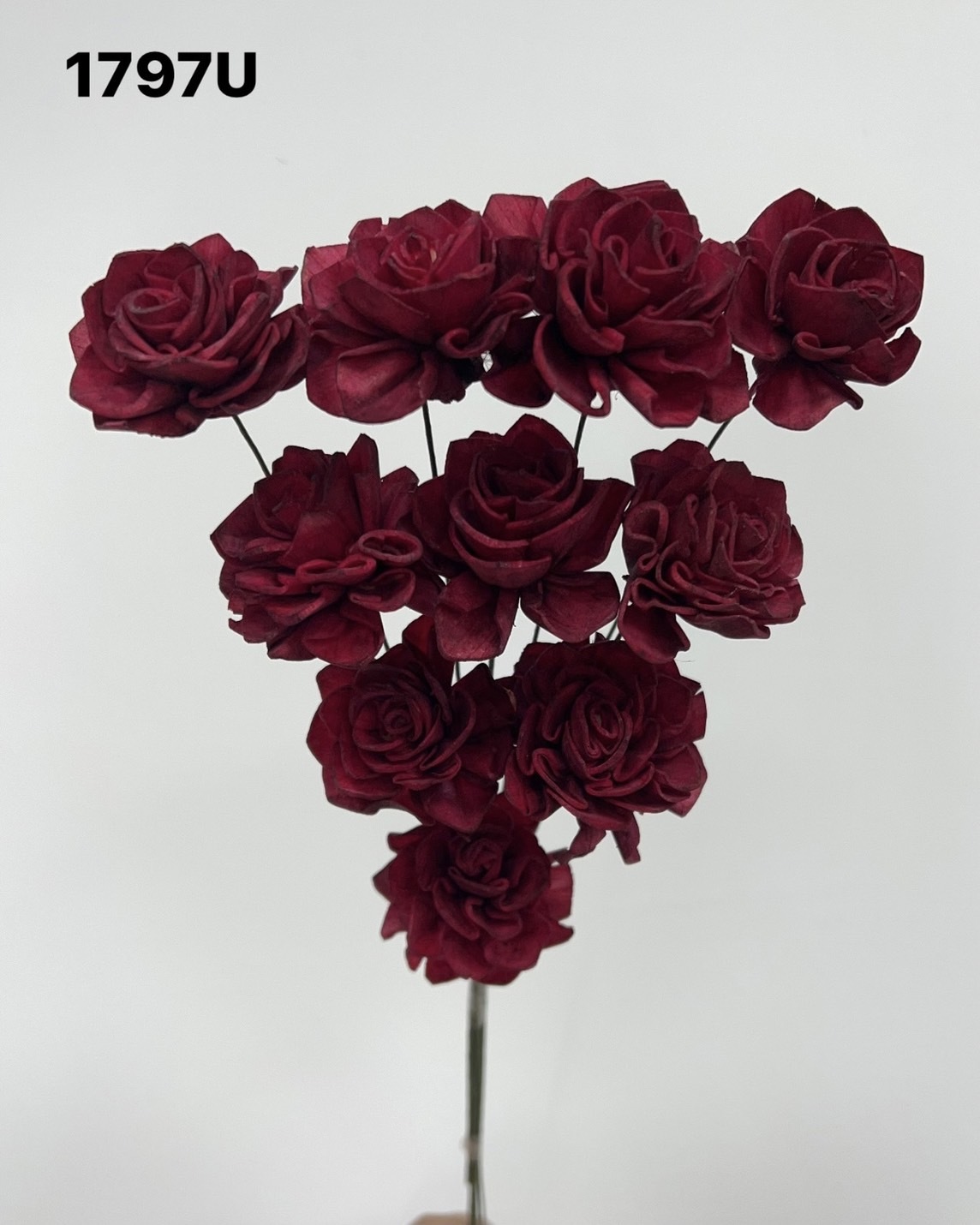 印度索拉大理花(3公分)-1797U