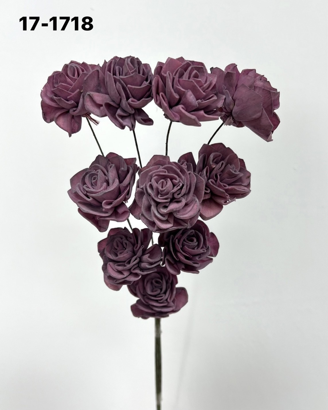 印度索拉大理花(3公分)-171718