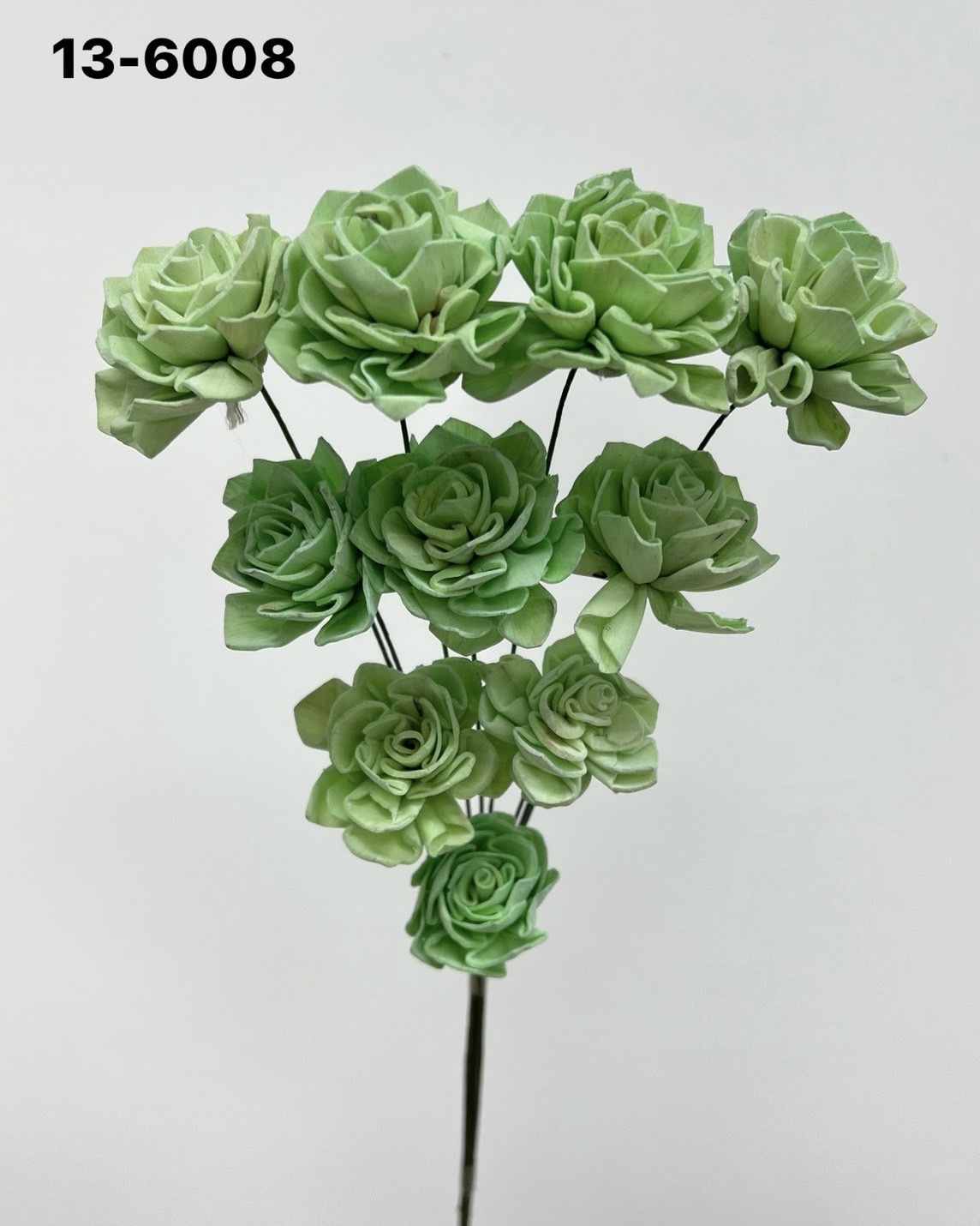 印度索拉大理花(3公分)-136008