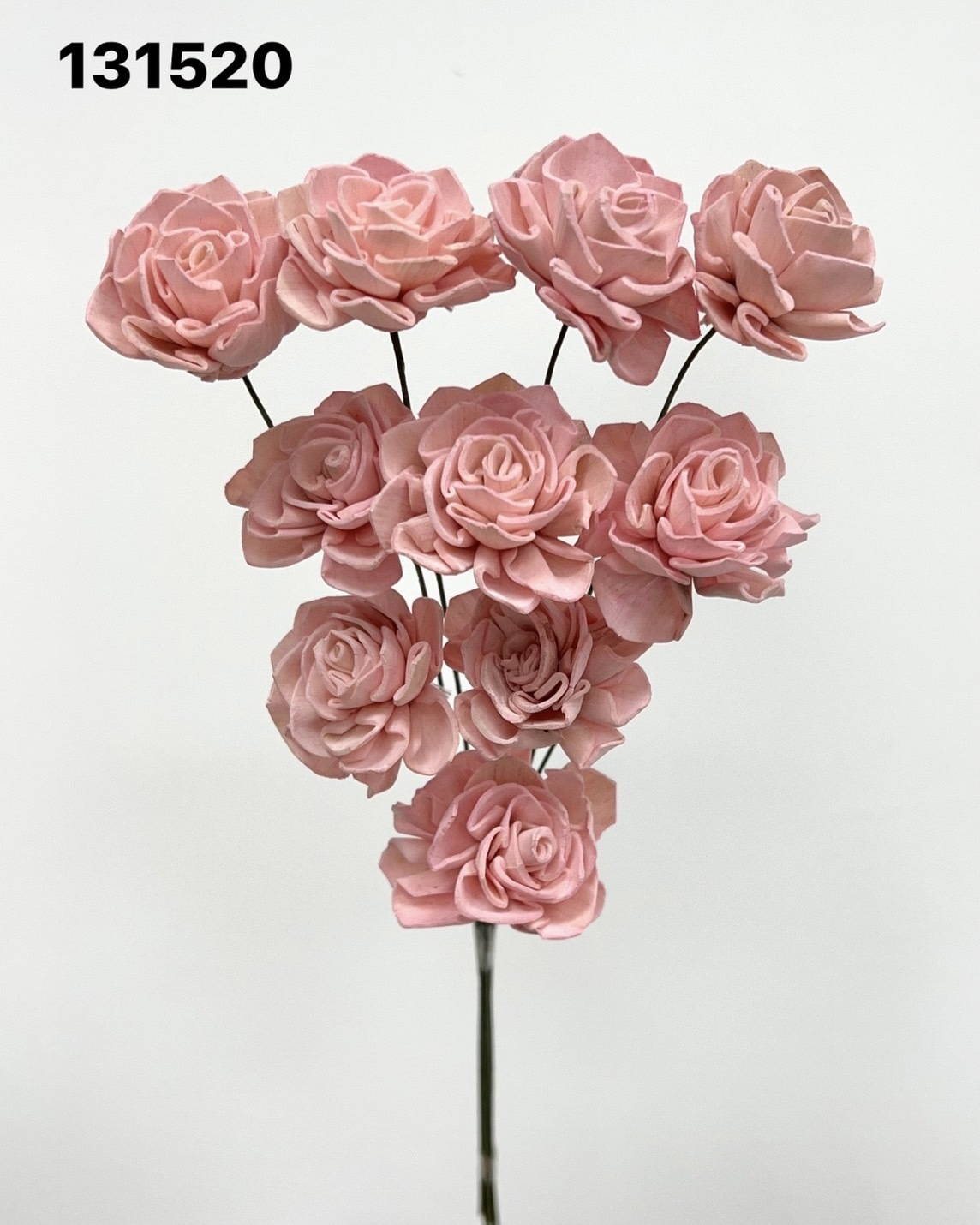 印度索拉大理花(3公分)-131520