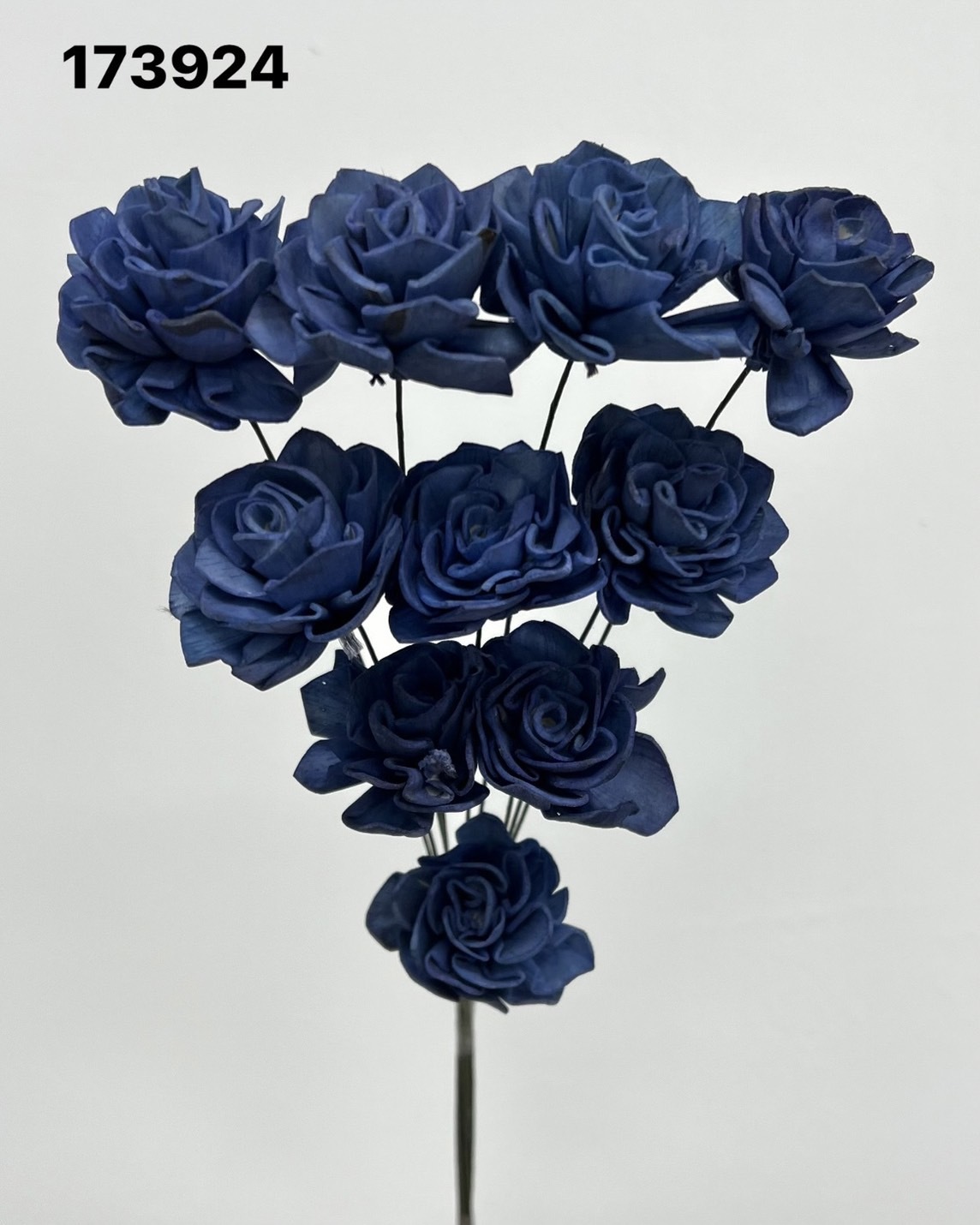 印度索拉大理花(3公分)-173924