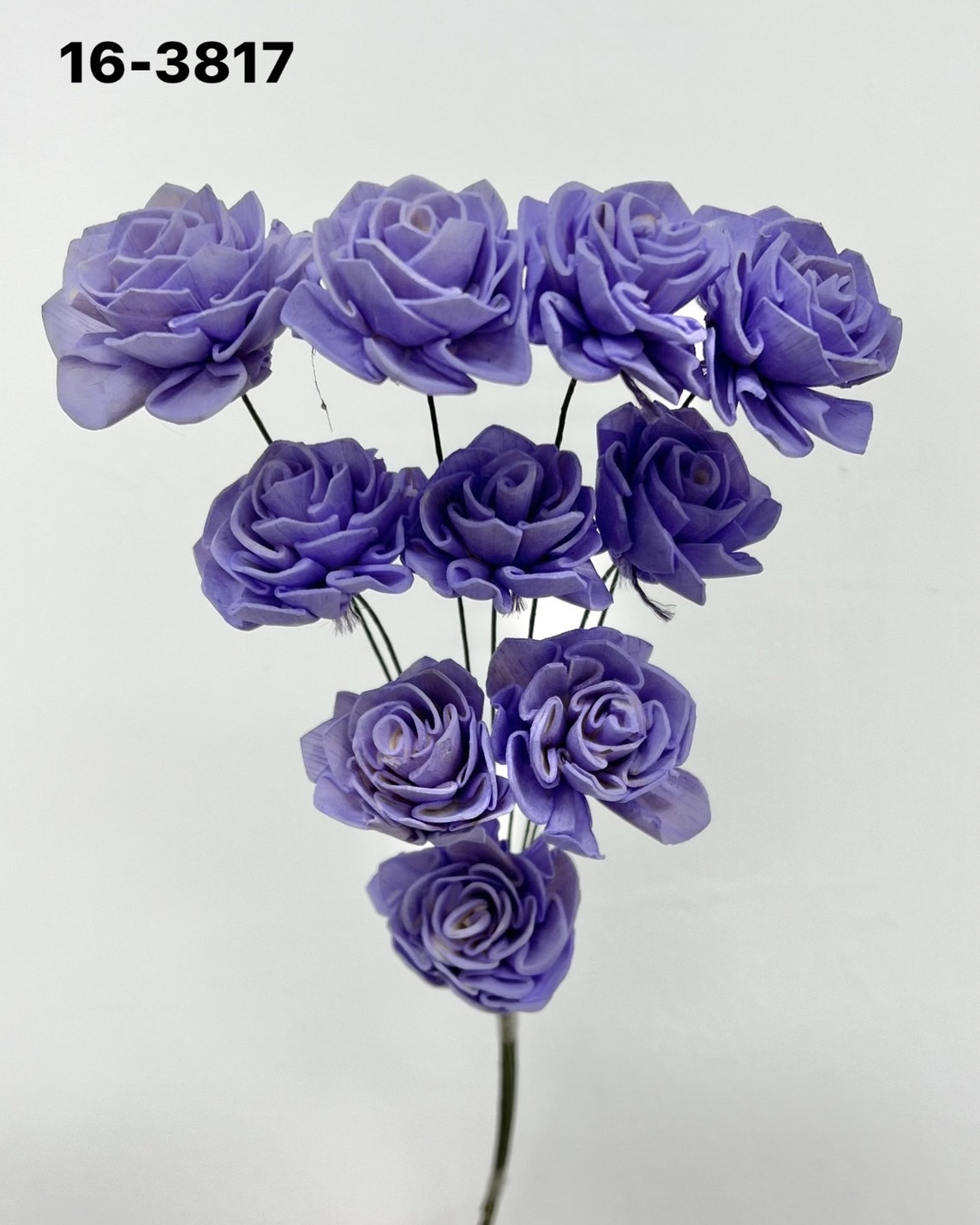 印度索拉大理花(3公分)-163817